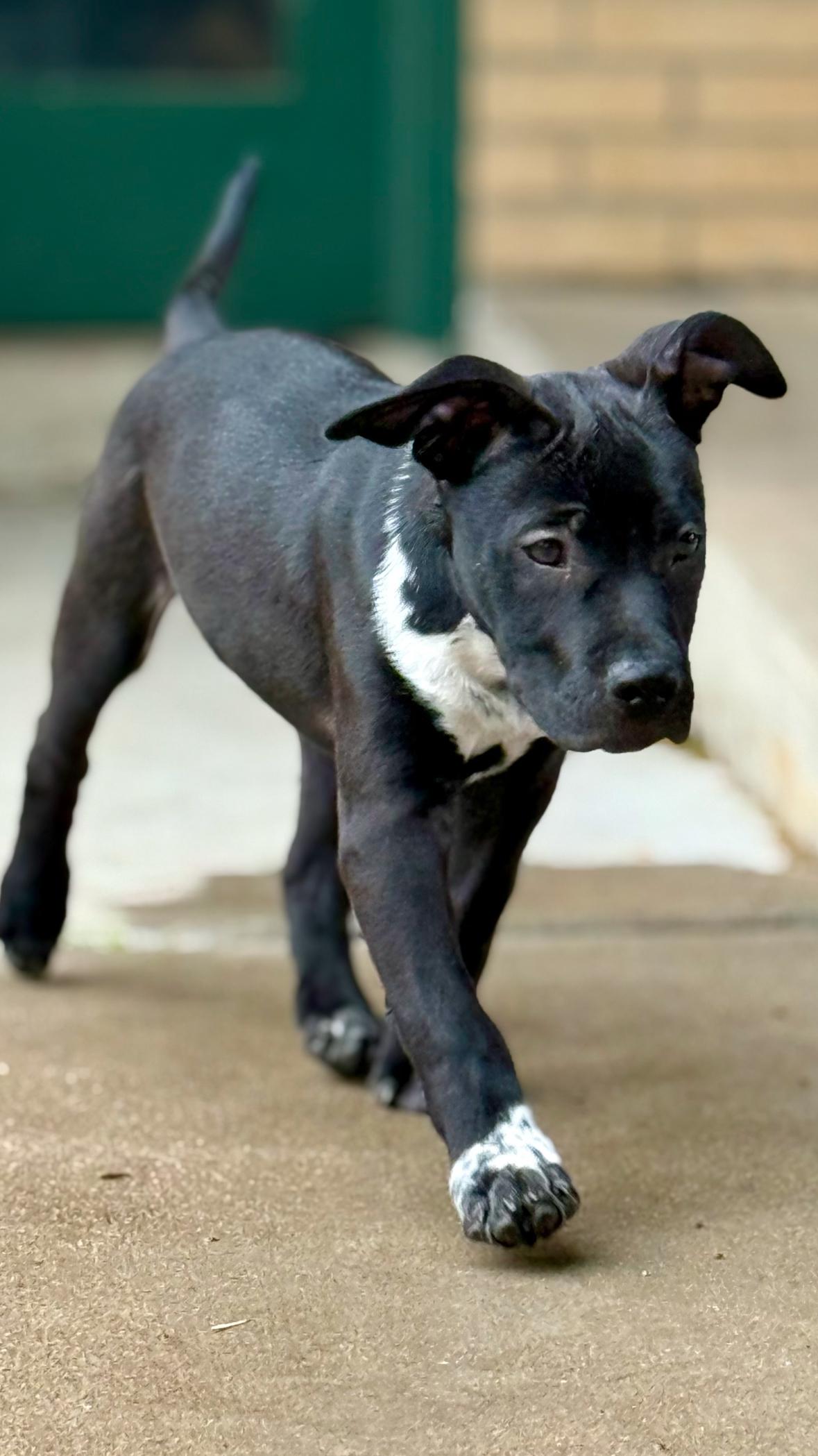 Gimlet, a Adoptable mixed breed in Evergreen, CO image 4/4