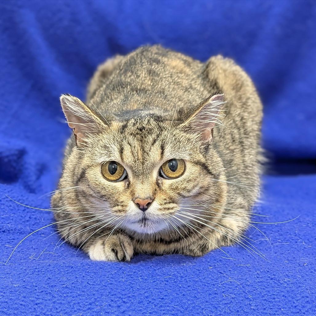 Kae Marie, Adoptable, Adult Female Domestic Short Hair.