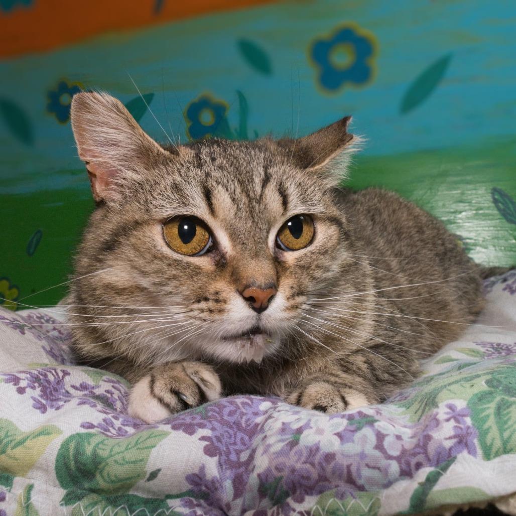 Kae Marie, a Adoptable Domestic Short Hair in Brookfield, WI image 2/3