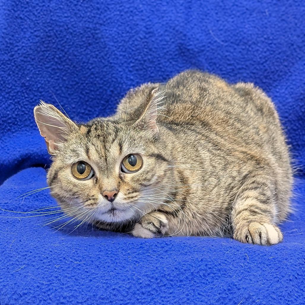 Kae Marie, a Adoptable Domestic Short Hair in Brookfield, WI image 3/3