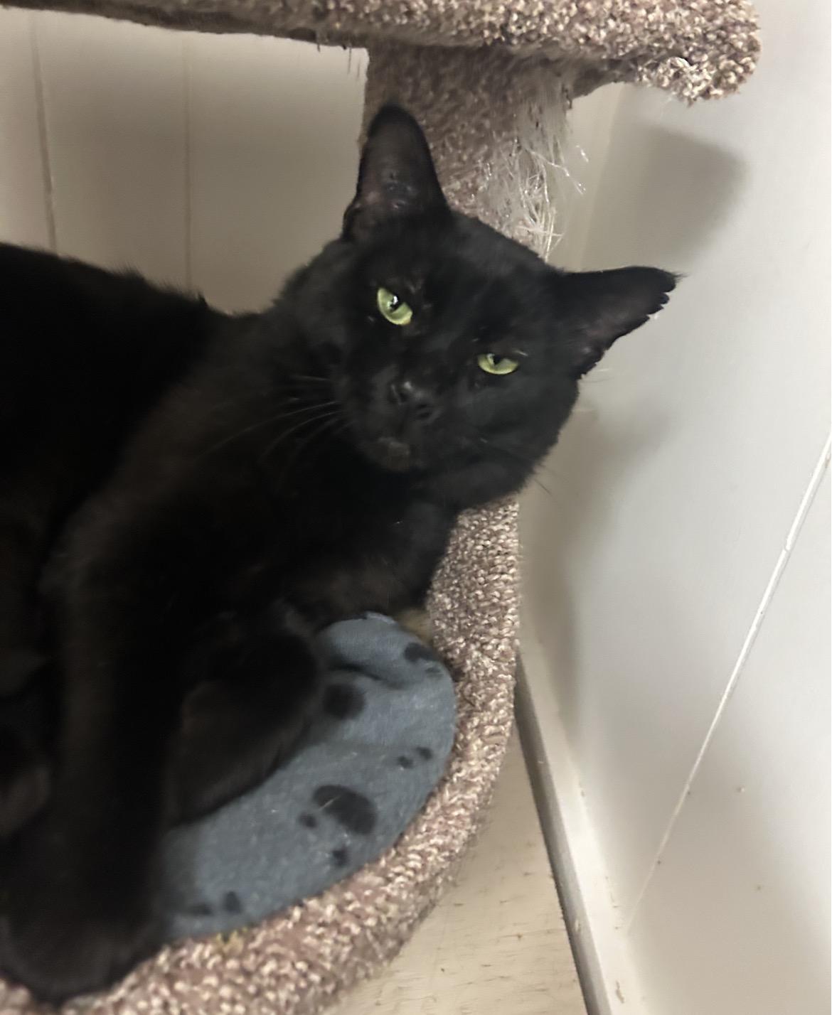 Enlarge James, a Adoptable Domestic Short Hair in Maple Ridge, BC image 6/6