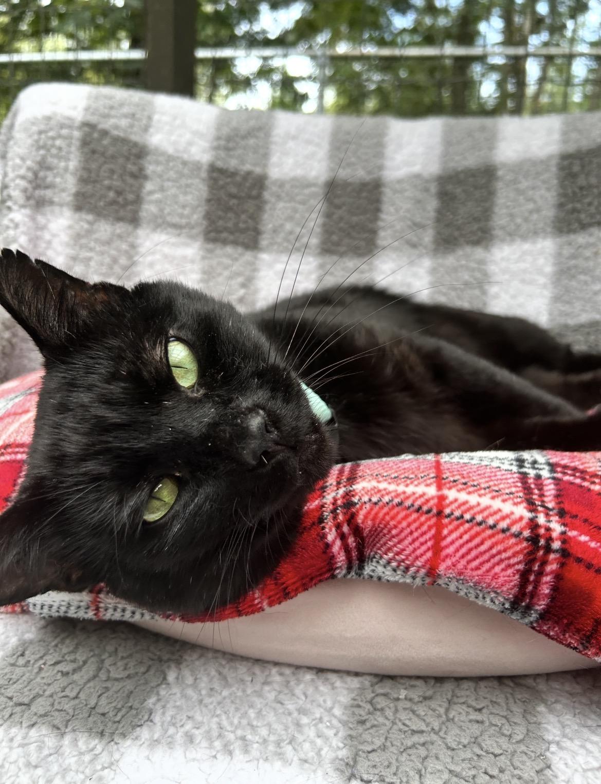 Enlarge James, a Adoptable Domestic Short Hair in Maple Ridge, BC image 2/6