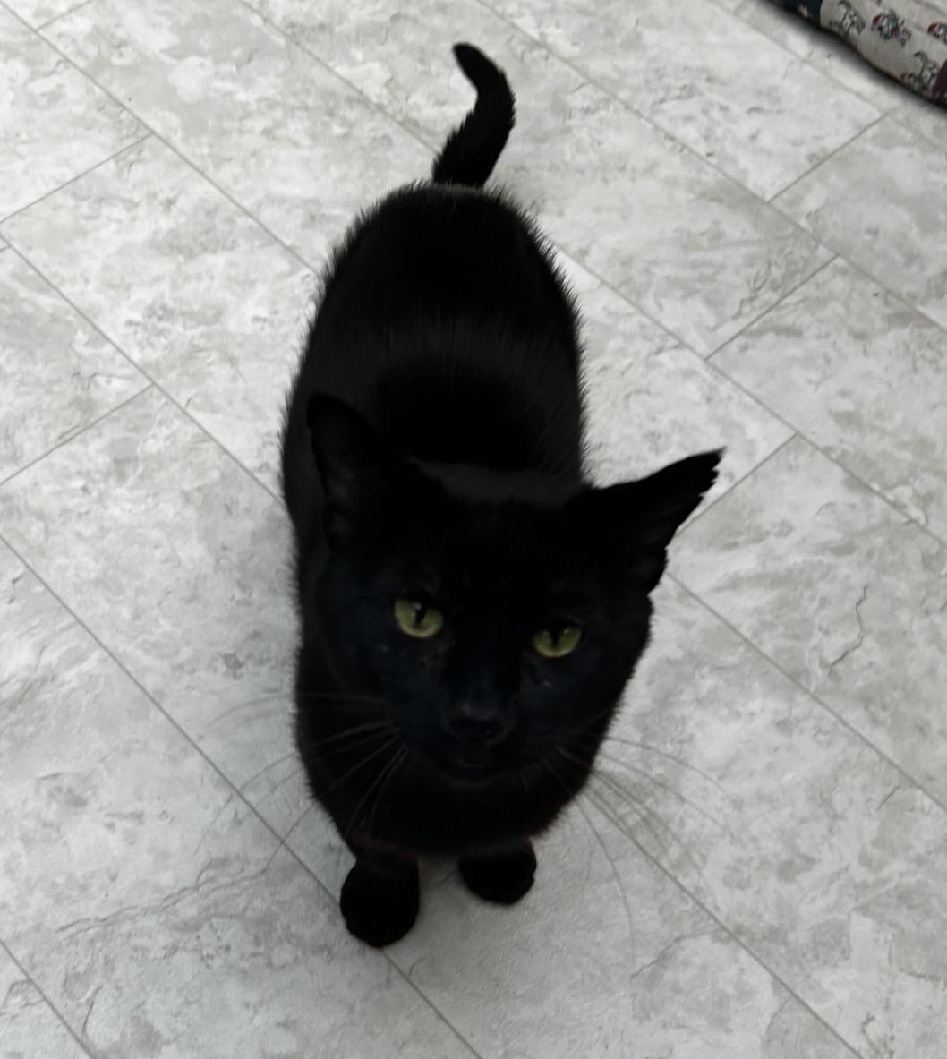 Enlarge James, a Adoptable Domestic Short Hair in Maple Ridge, BC image 5/6