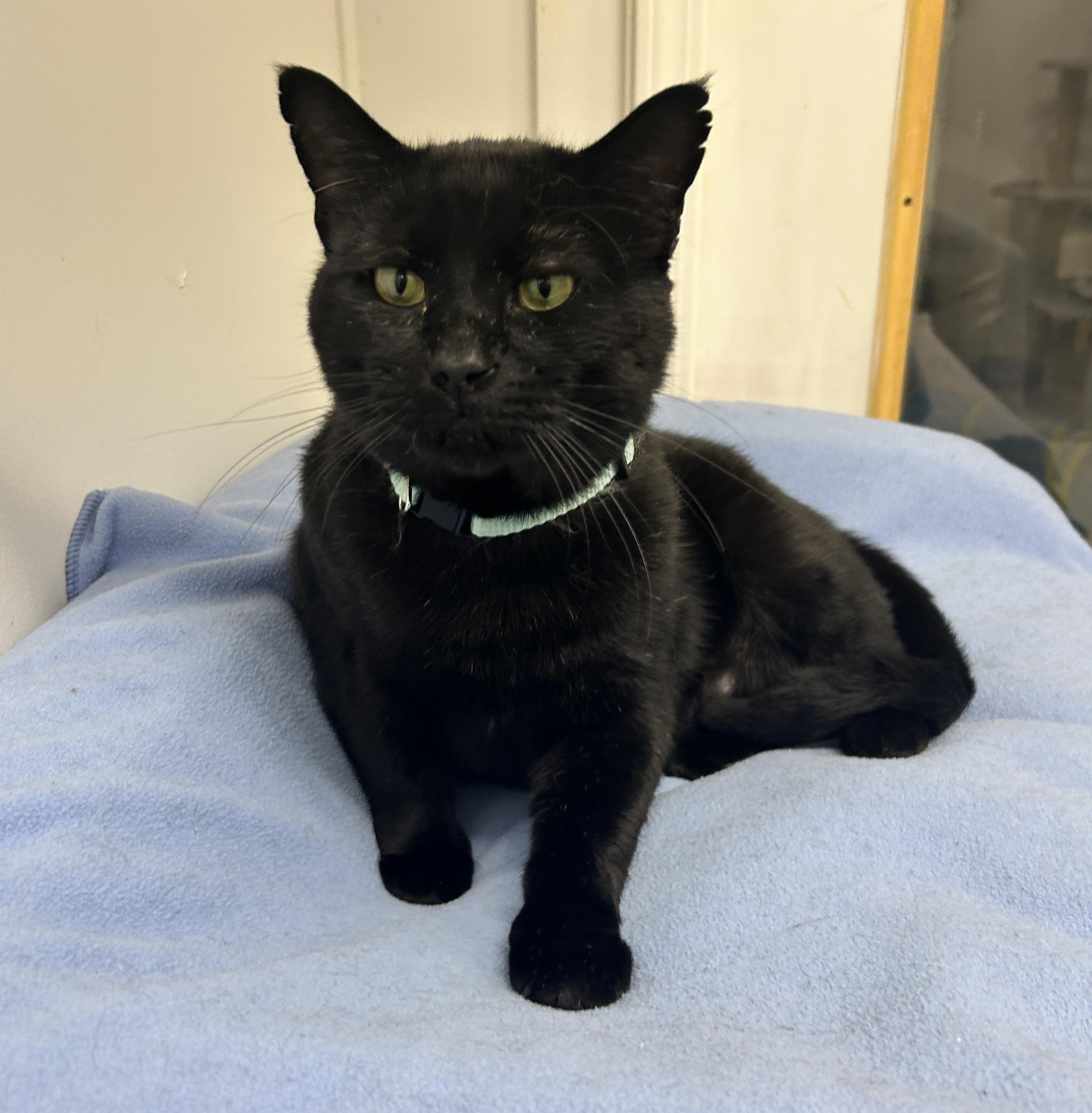 James, Adoptable, Young Male Domestic Short Hair.