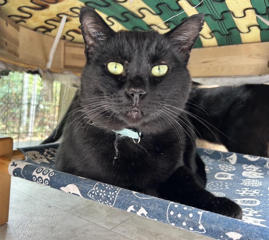 Enlarge James, a Adoptable Domestic Short Hair in Maple Ridge, BC image 3/6