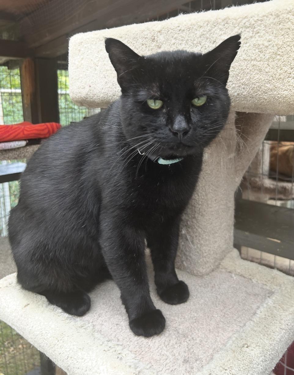 Enlarge James, a Adoptable Domestic Short Hair in Maple Ridge, BC image 4/6