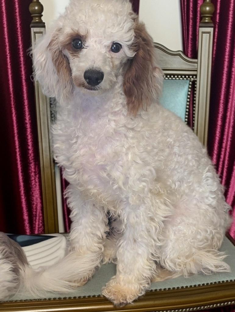 Enlarge Peach-4mo Cavapoo Puppy!, a Adopted mixed breed in Fort Myers, FL image 2/2