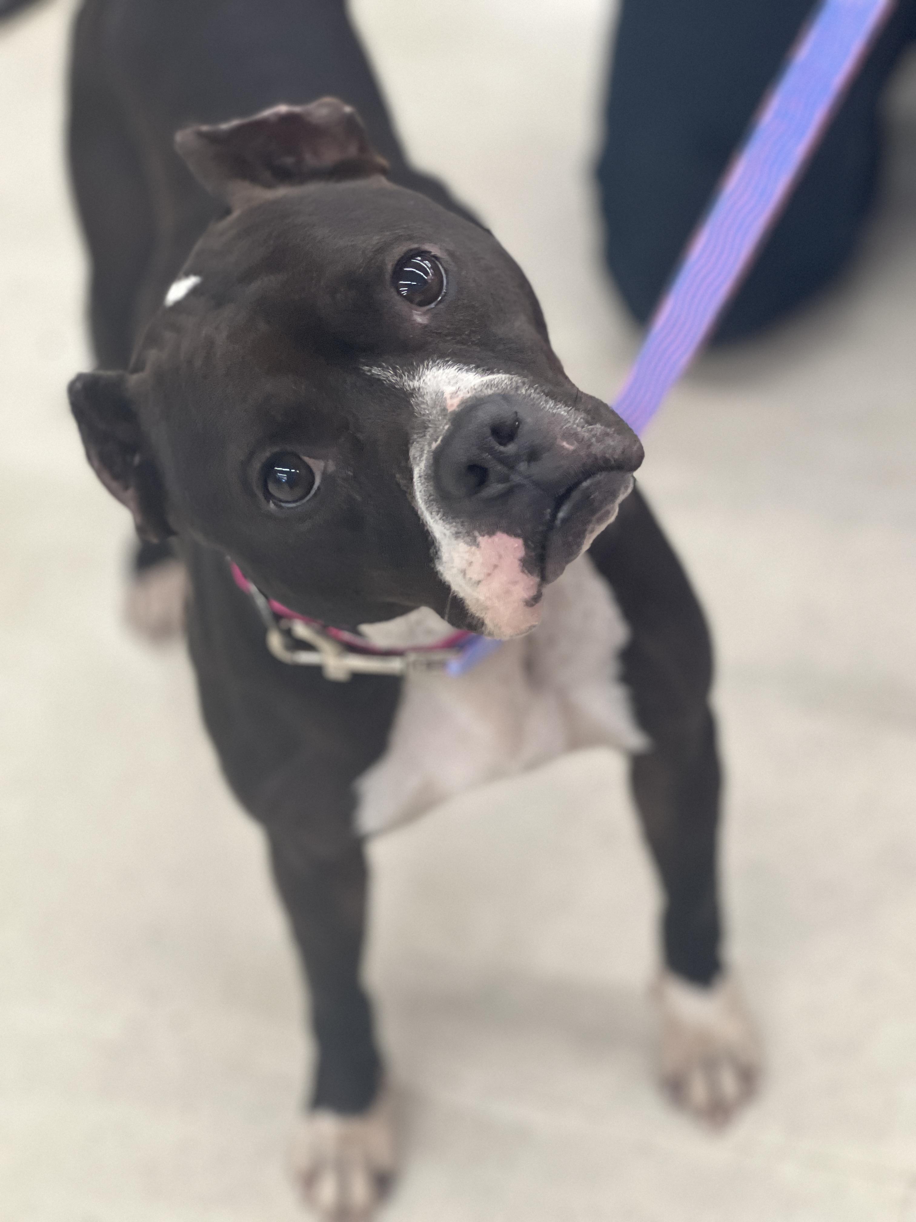 Enlarge Sloane, a ADOPTABLE mixed breed in Rocky Mount, NC image 1/4