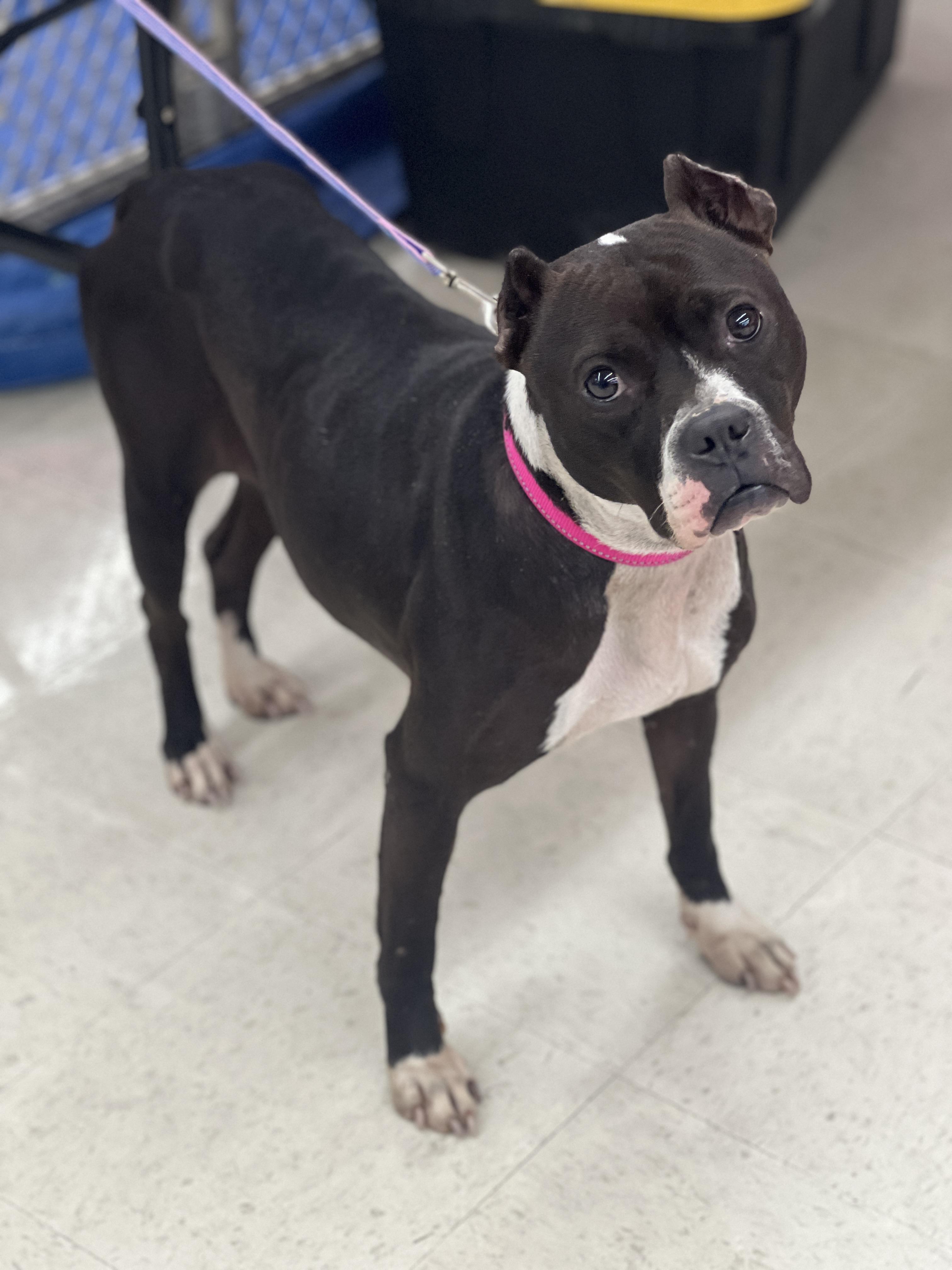 Enlarge Sloane, a ADOPTABLE mixed breed in Rocky Mount, NC image 4/4