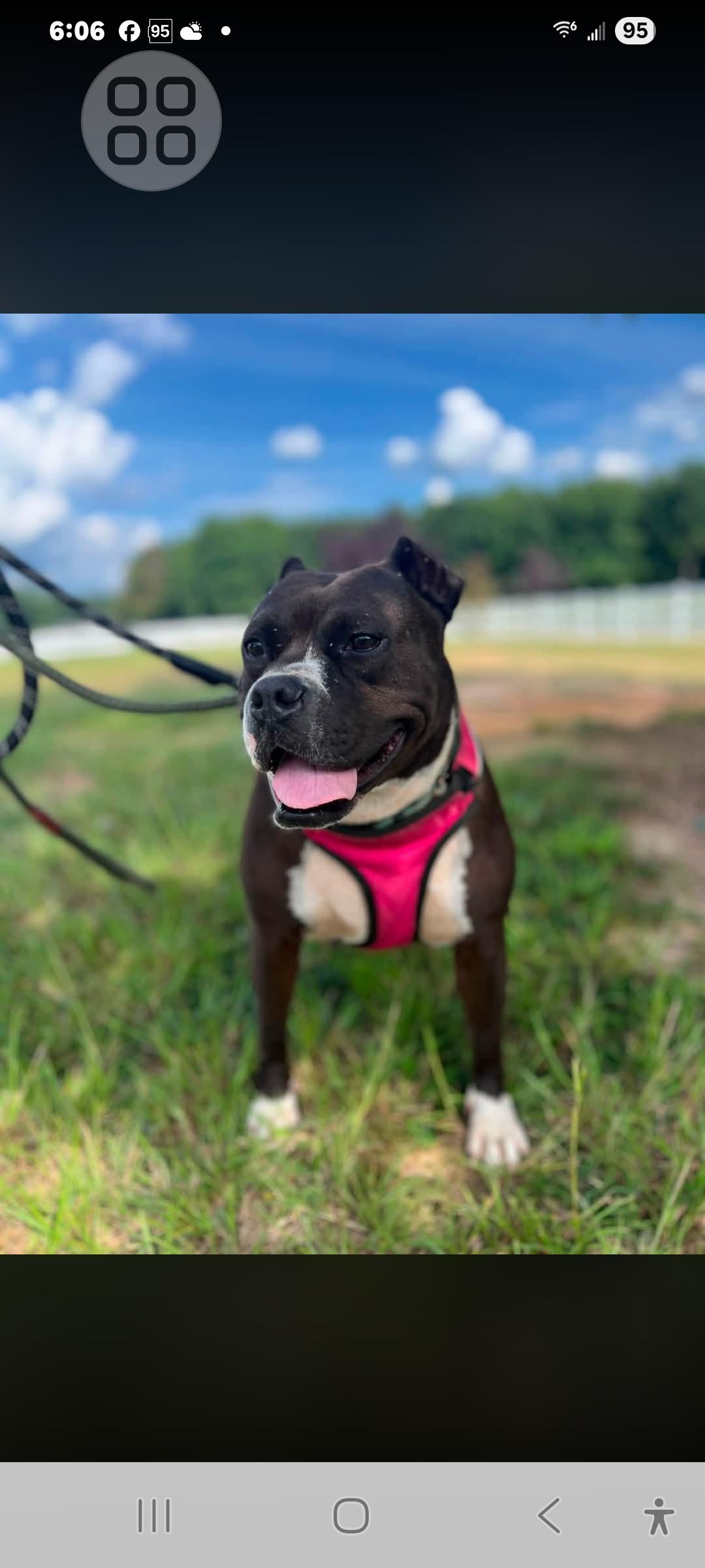 Sloane, ADOPTABLE, Adult Female Boxer.