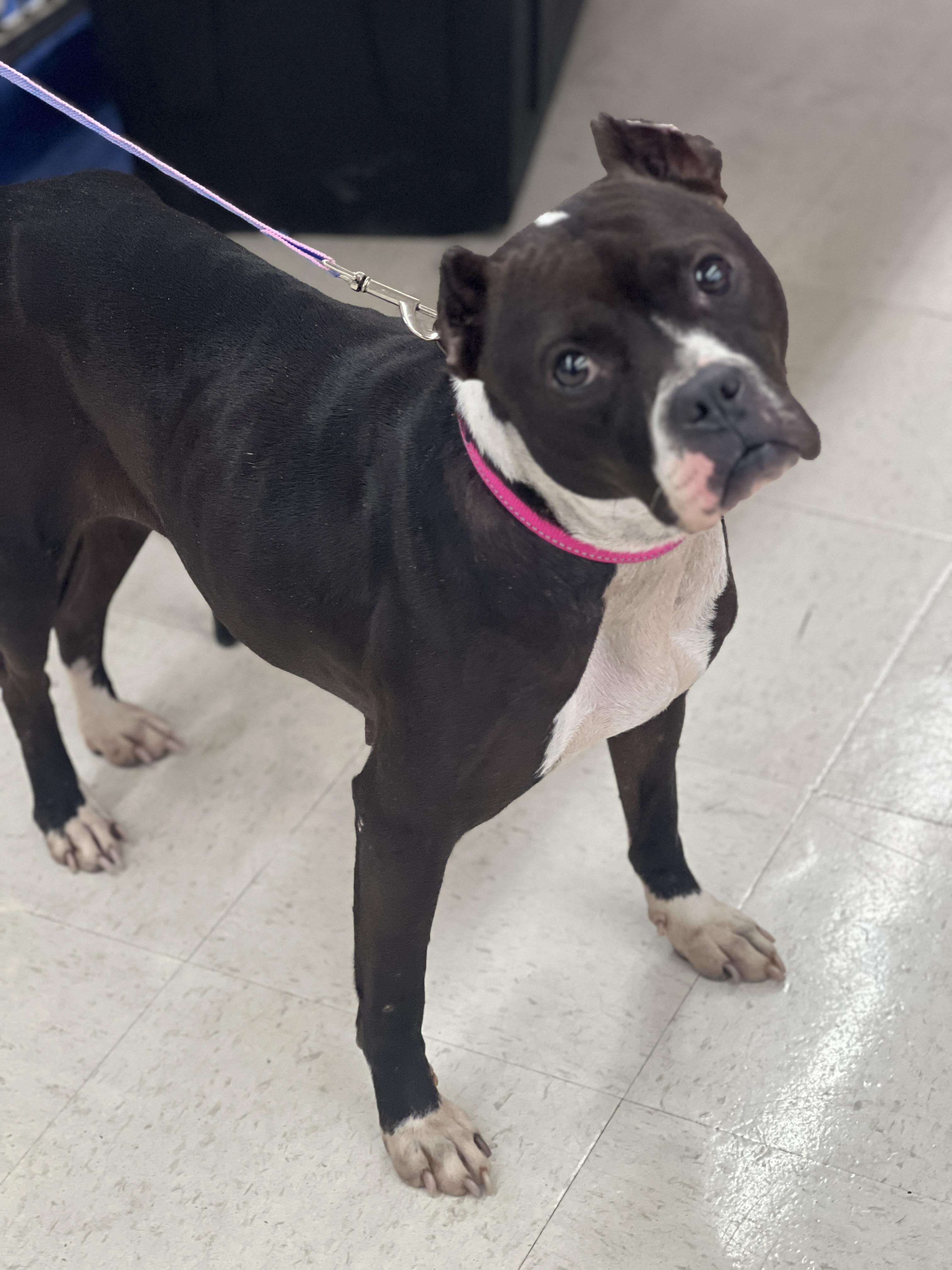 Enlarge Sloane, a ADOPTABLE mixed breed in Rocky Mount, NC image 3/4