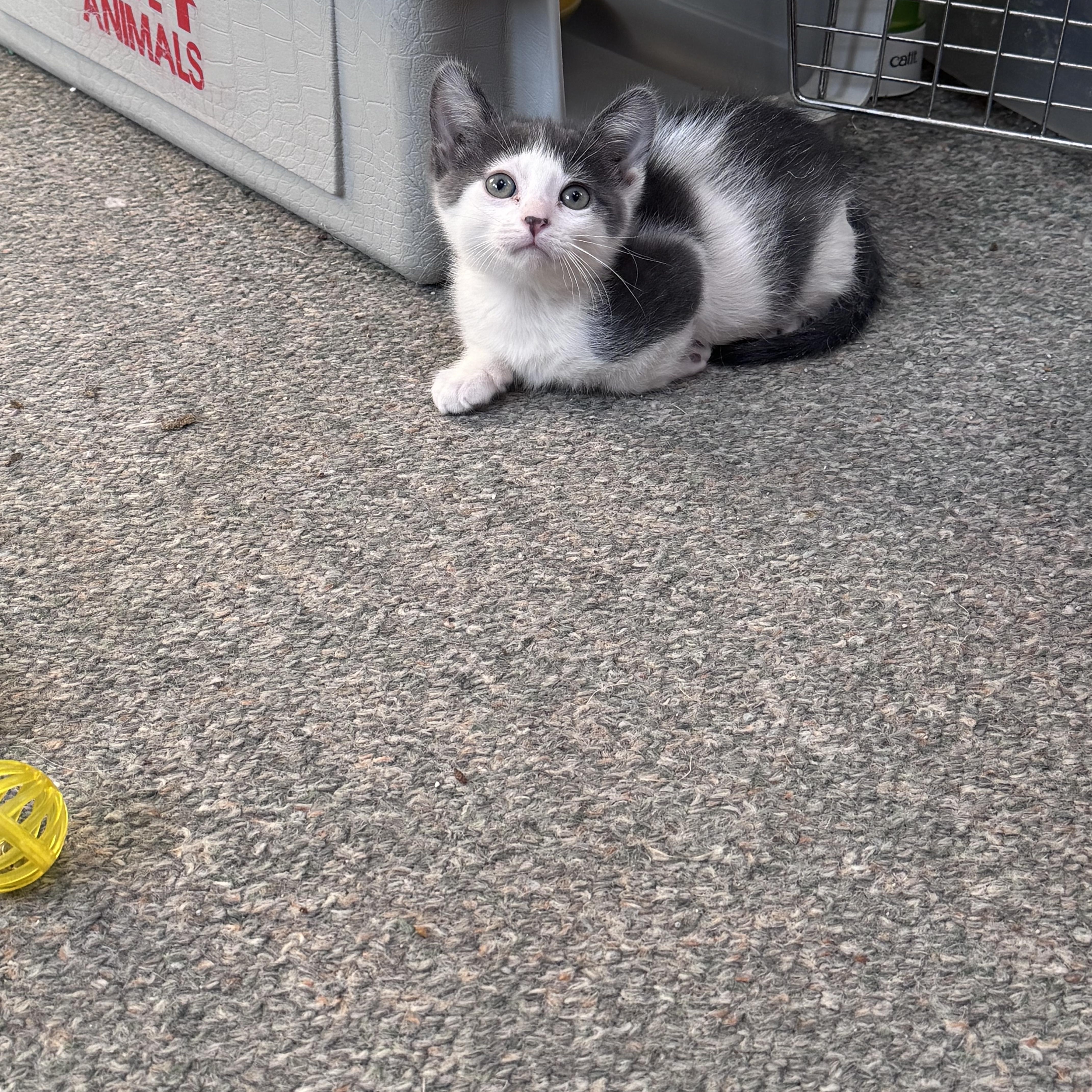 Enlarge Beau, an adopted mixed breed in Crystal Lake, IL image 2/3