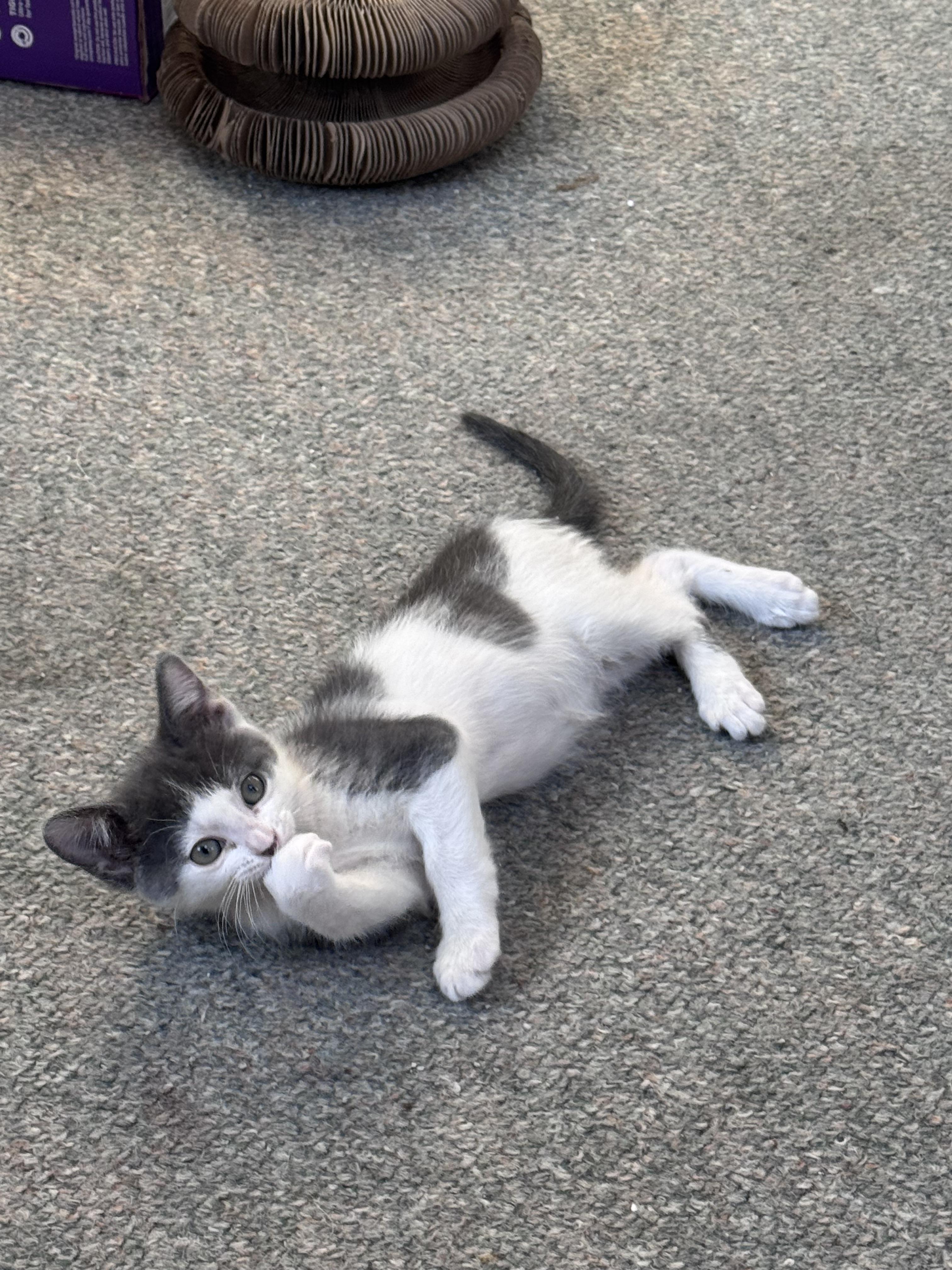 Enlarge Beau, an adopted mixed breed in Crystal Lake, IL image 3/3