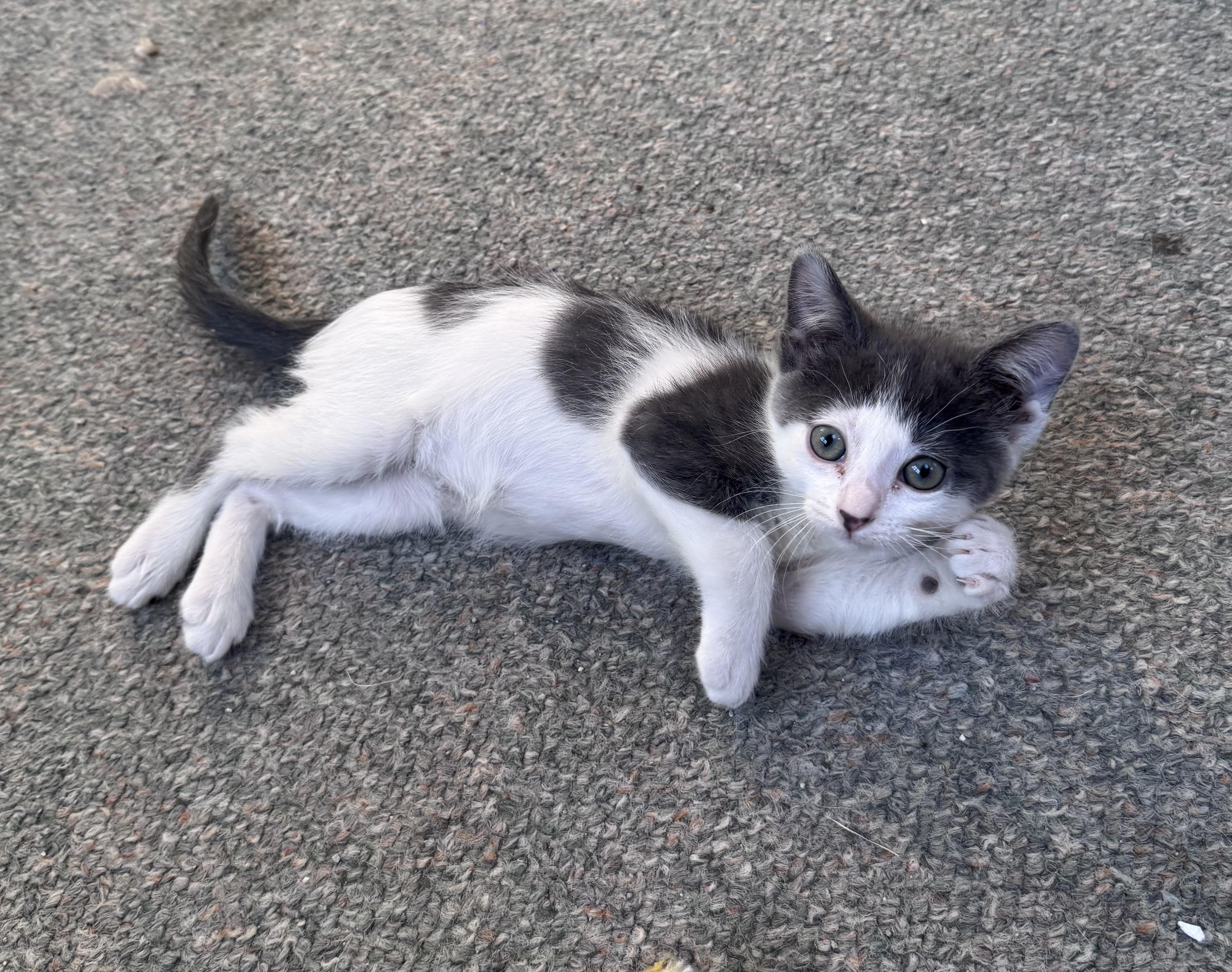 Enlarge Beau, an adopted mixed breed in Crystal Lake, IL image 1/3