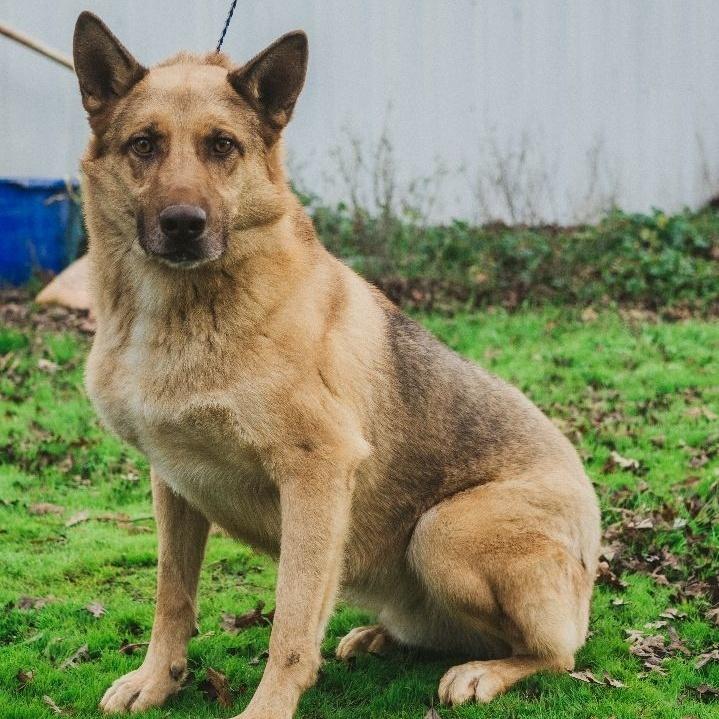 Rudy, a Adoptable mixed breed in Wilton, CA image 1/3