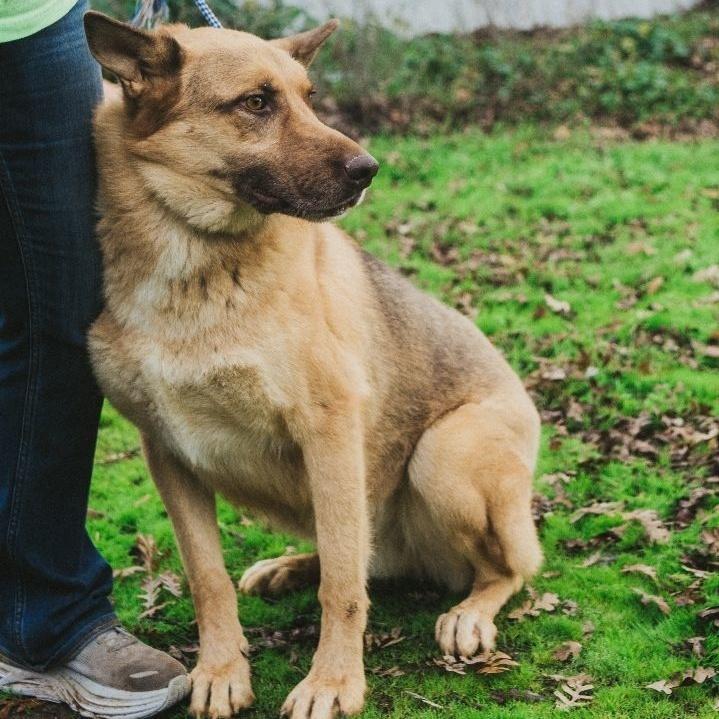 Rudy, a Adoptable mixed breed in Wilton, CA image 2/3