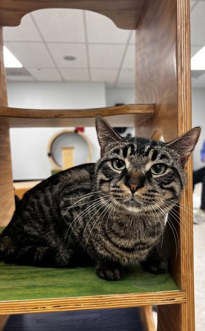 Copper, ADOPTABLE, Young Male Domestic Short Hair.