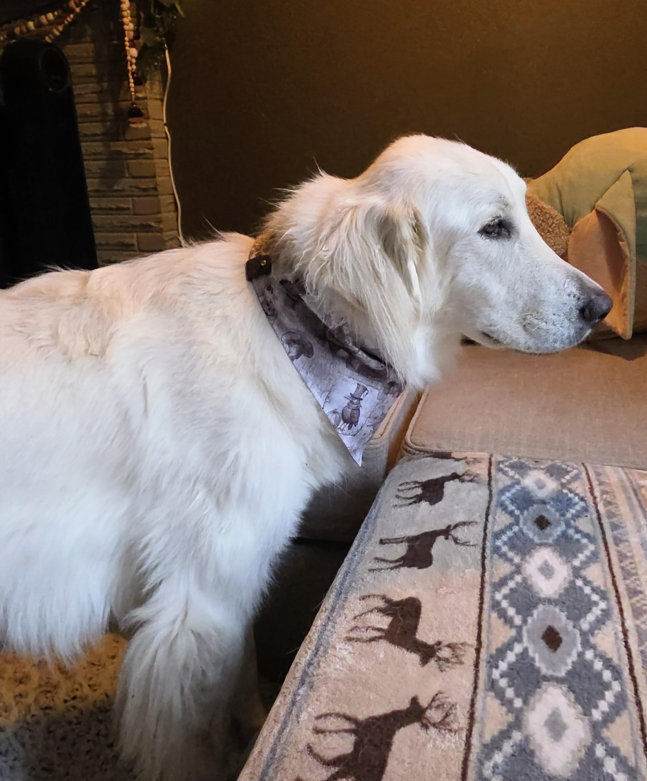 Enlarge Dovie, an adopted mixed breed in Newberg, OR image 5/6