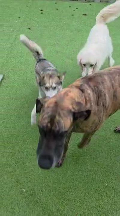 Enlarge Dovie, an adopted mixed breed in Newberg, OR video 6/6