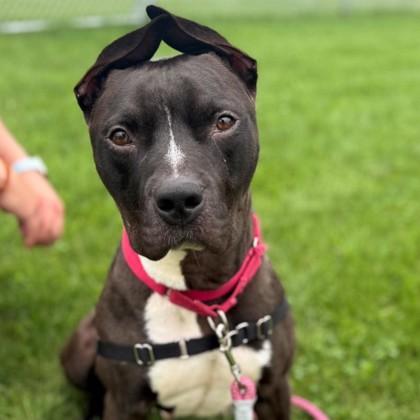Moose, Adoptable, Adult Male Mixed Breed & Mixed Breed.