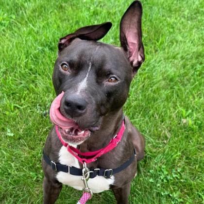 Enlarge Moose, a Adoptable mixed breed in Janesville, WI image 2/3