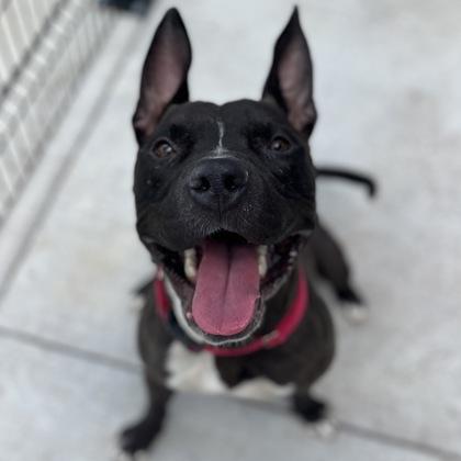 Enlarge Moose, a Adoptable mixed breed in Janesville, WI image 3/3