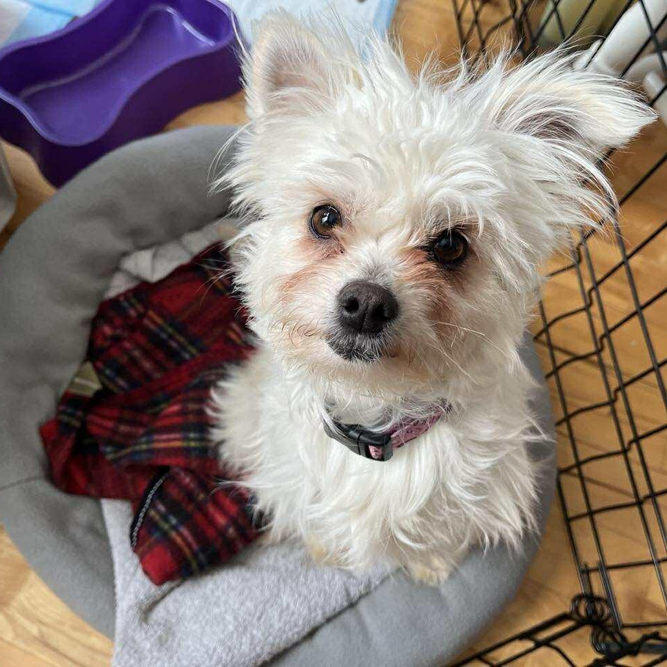 Lola, a ADOPTABLE mixed breed in Homer Glen, IL image 2/4