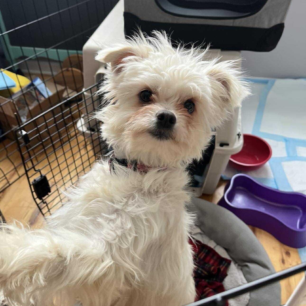 Lola, a ADOPTABLE mixed breed in Homer Glen, IL image 1/4