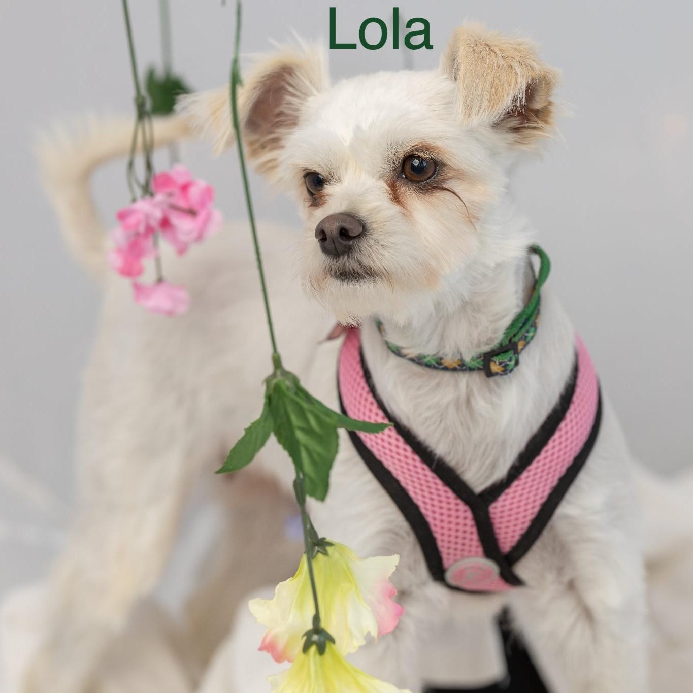 Enlarge Lola, a ADOPTABLE mixed breed in Homer Glen, IL image 1/6