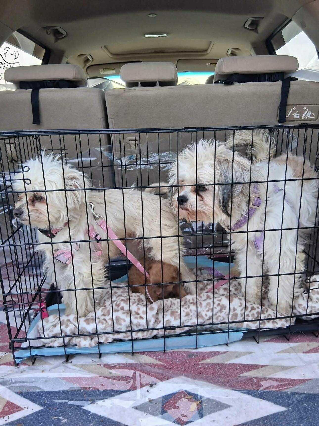 Lola, a ADOPTABLE mixed breed in Homer Glen, IL image 3/4