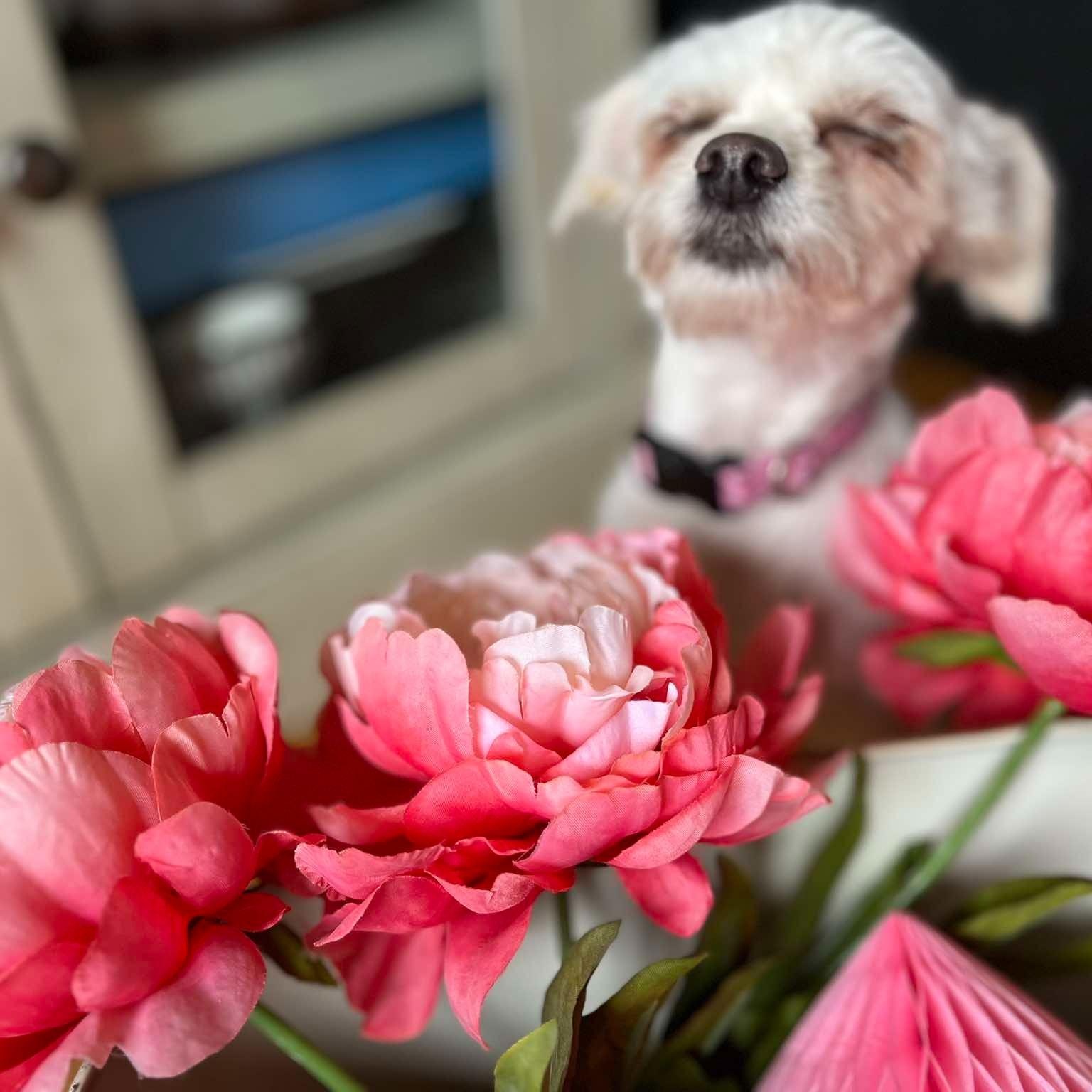 Enlarge Lola, a ADOPTABLE mixed breed in Homer Glen, IL image 2/6