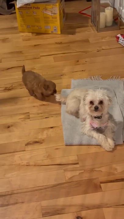 Enlarge Lola, a ADOPTABLE mixed breed in Homer Glen, IL video 4/4