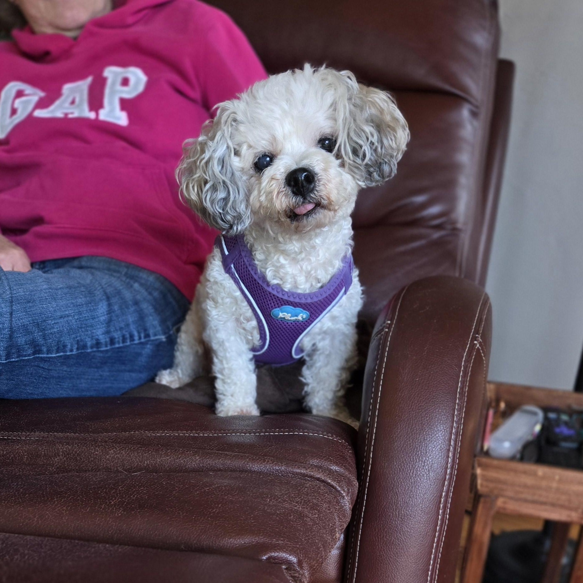 Crumpet, Adopted, Senior Female Poodle & Shih Tzu.