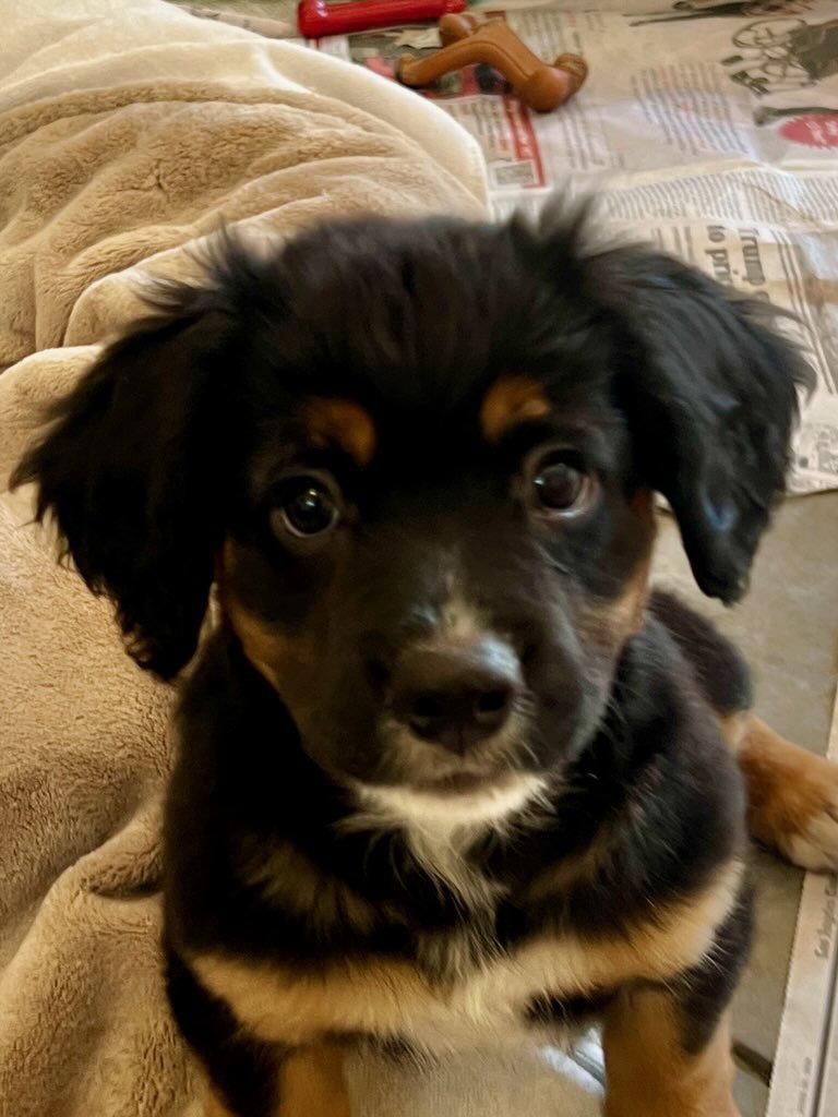 Enlarge CANNOLI, a Adoptable Spaniel in Agoura Hills, CA image 1/3