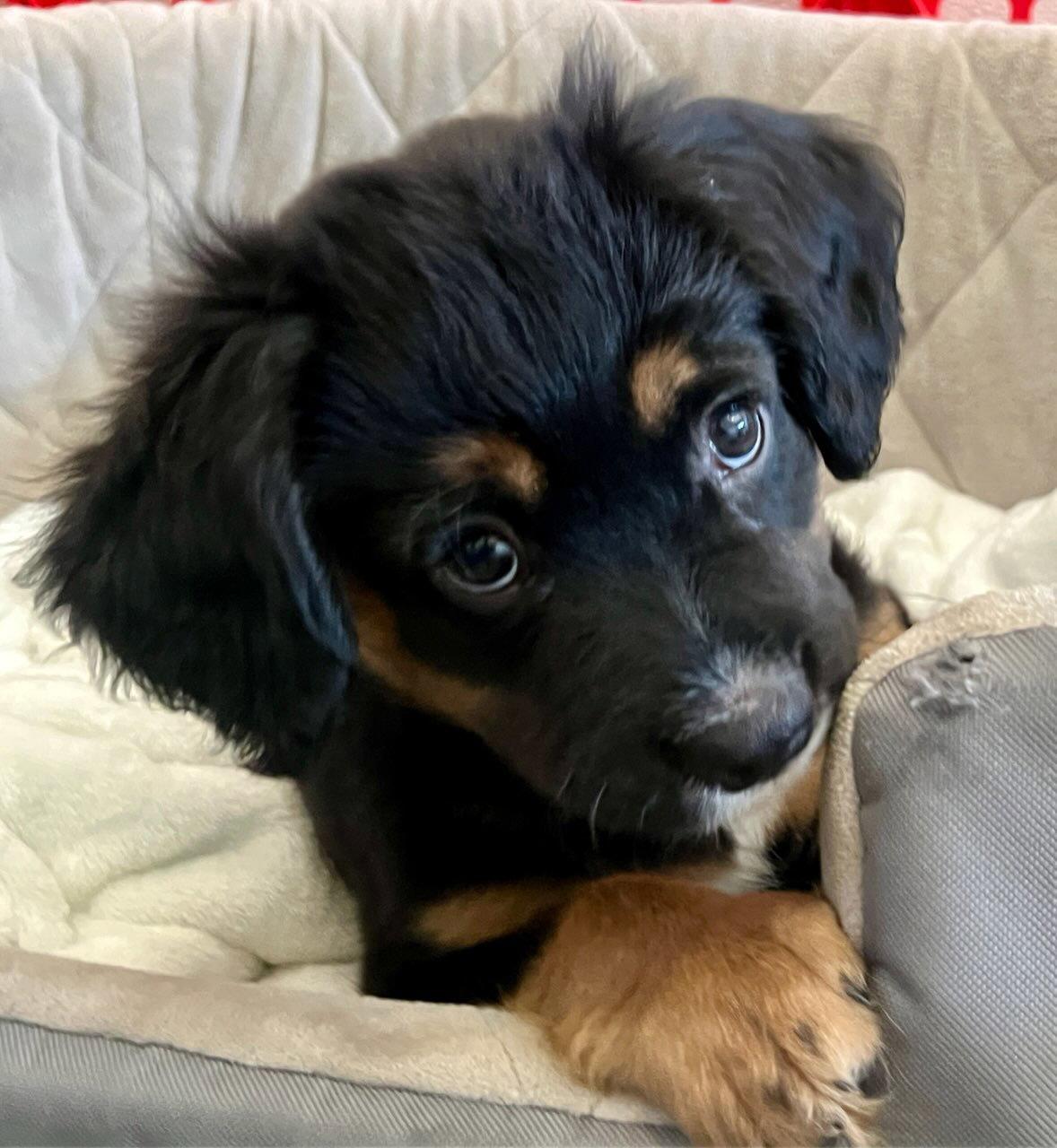 Enlarge CANNOLI, a Adoptable Spaniel in Agoura Hills, CA image 3/3