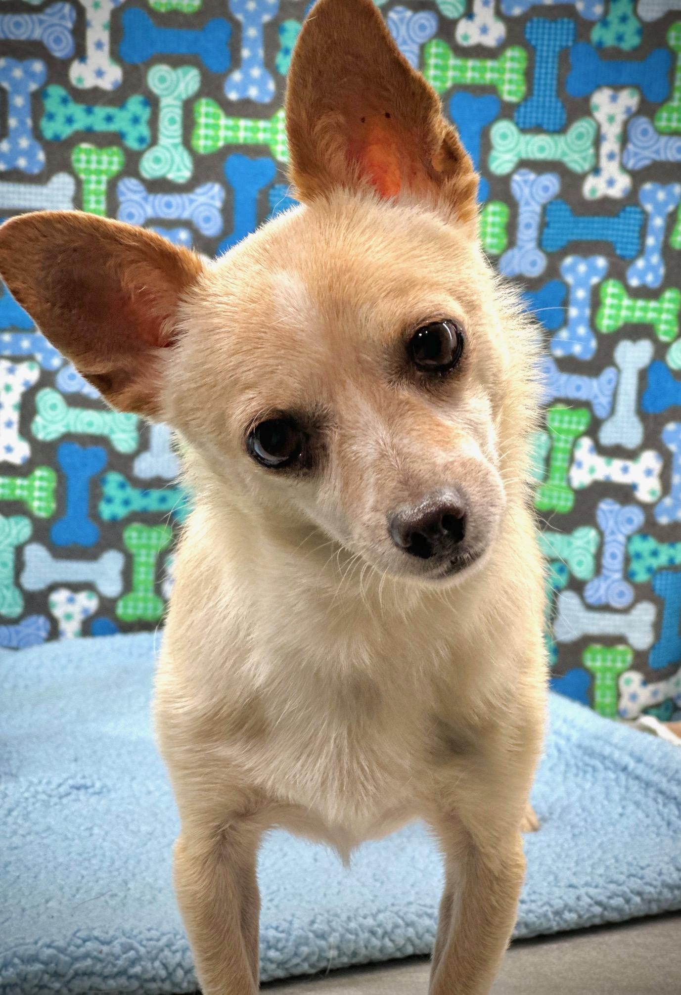 Enlarge FOREVER FOSTERS, a Adoptable mixed breed in Arcadia, FL image 1/1