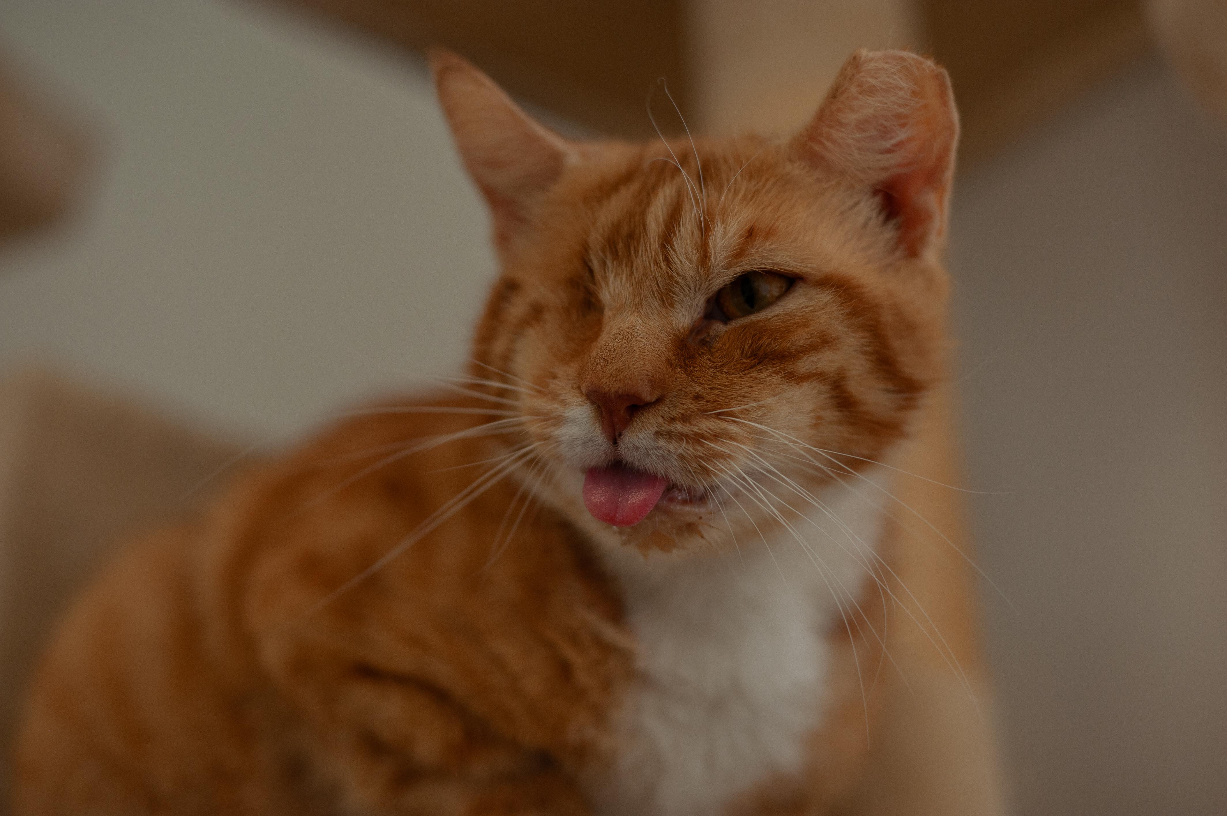 Raahi, a Adopted Domestic Short Hair in Hershey, PA image 1/4