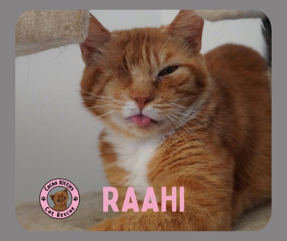 Raahi, a Adopted Domestic Short Hair in Hershey, PA image 2/4