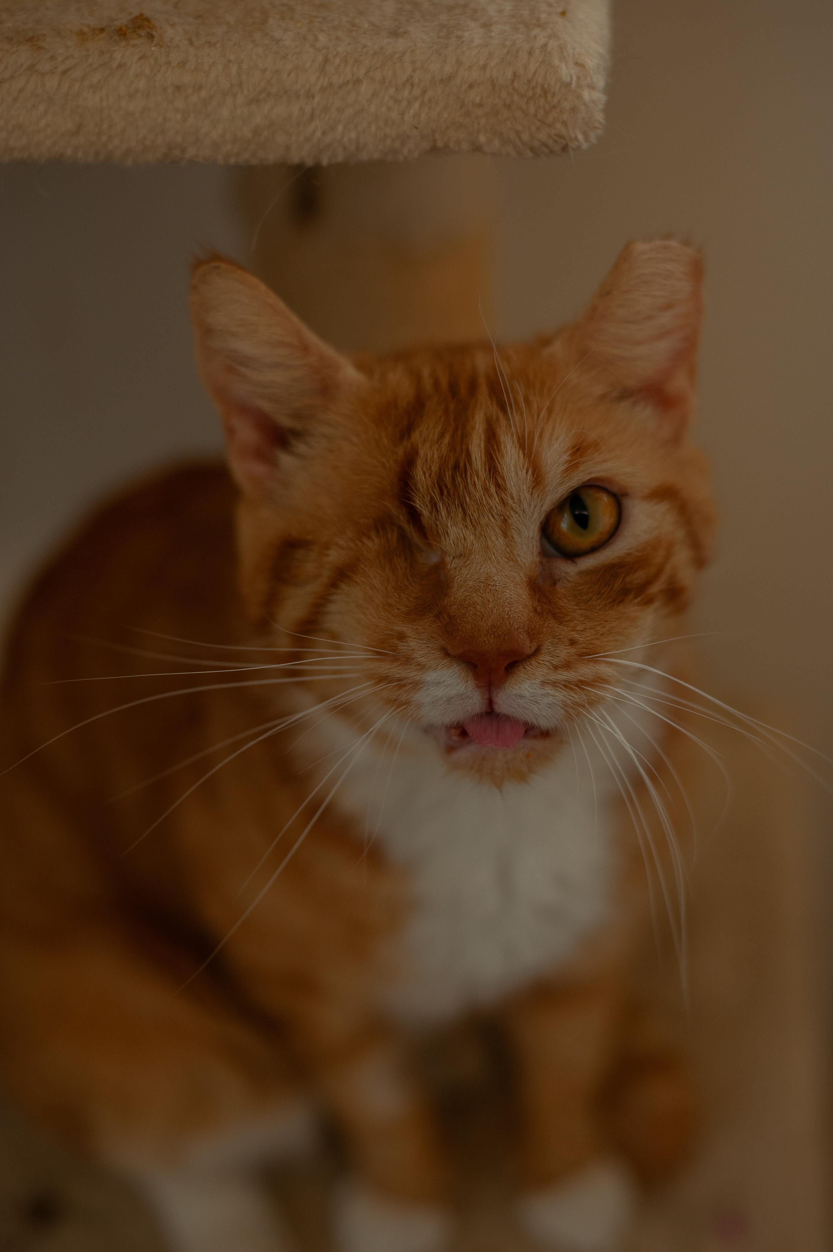 Raahi, a Adopted Domestic Short Hair in Hershey, PA image 3/4