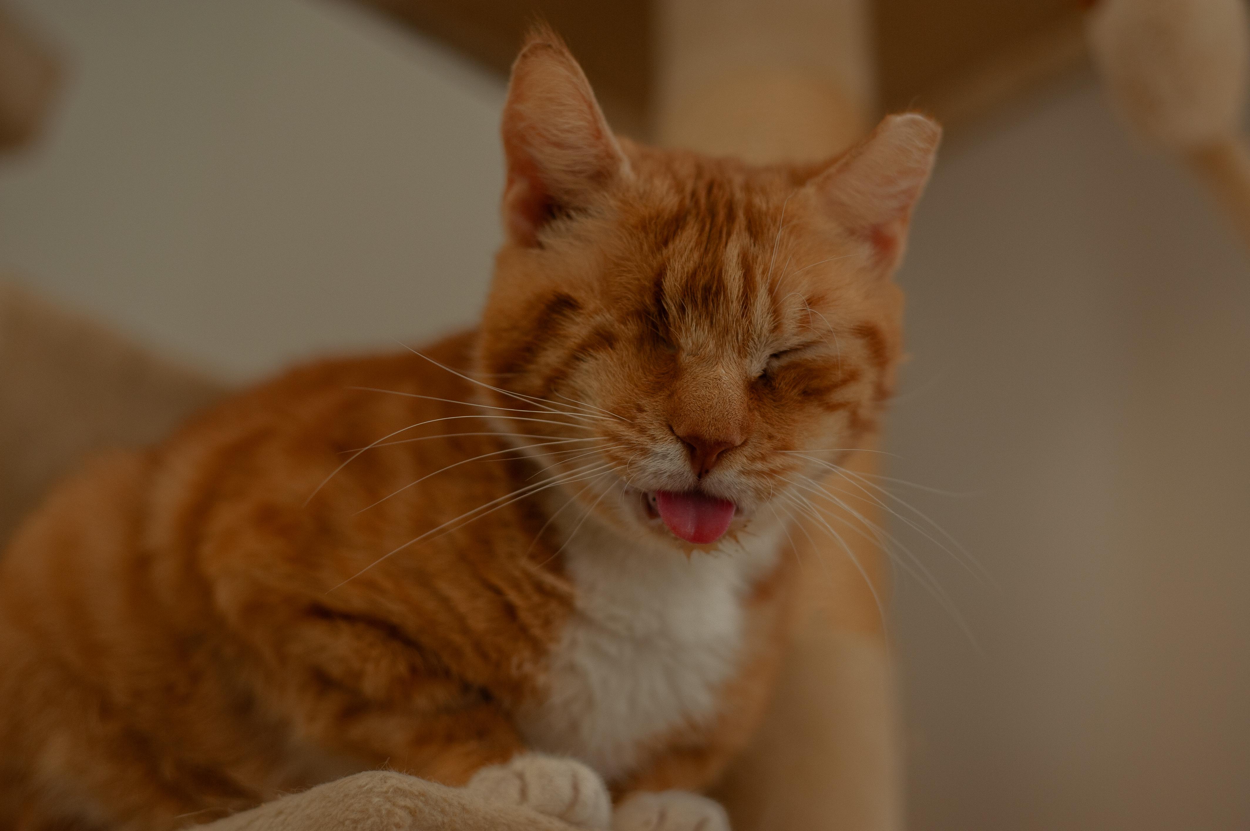 Raahi, a Adopted Domestic Short Hair in Hershey, PA image 4/4