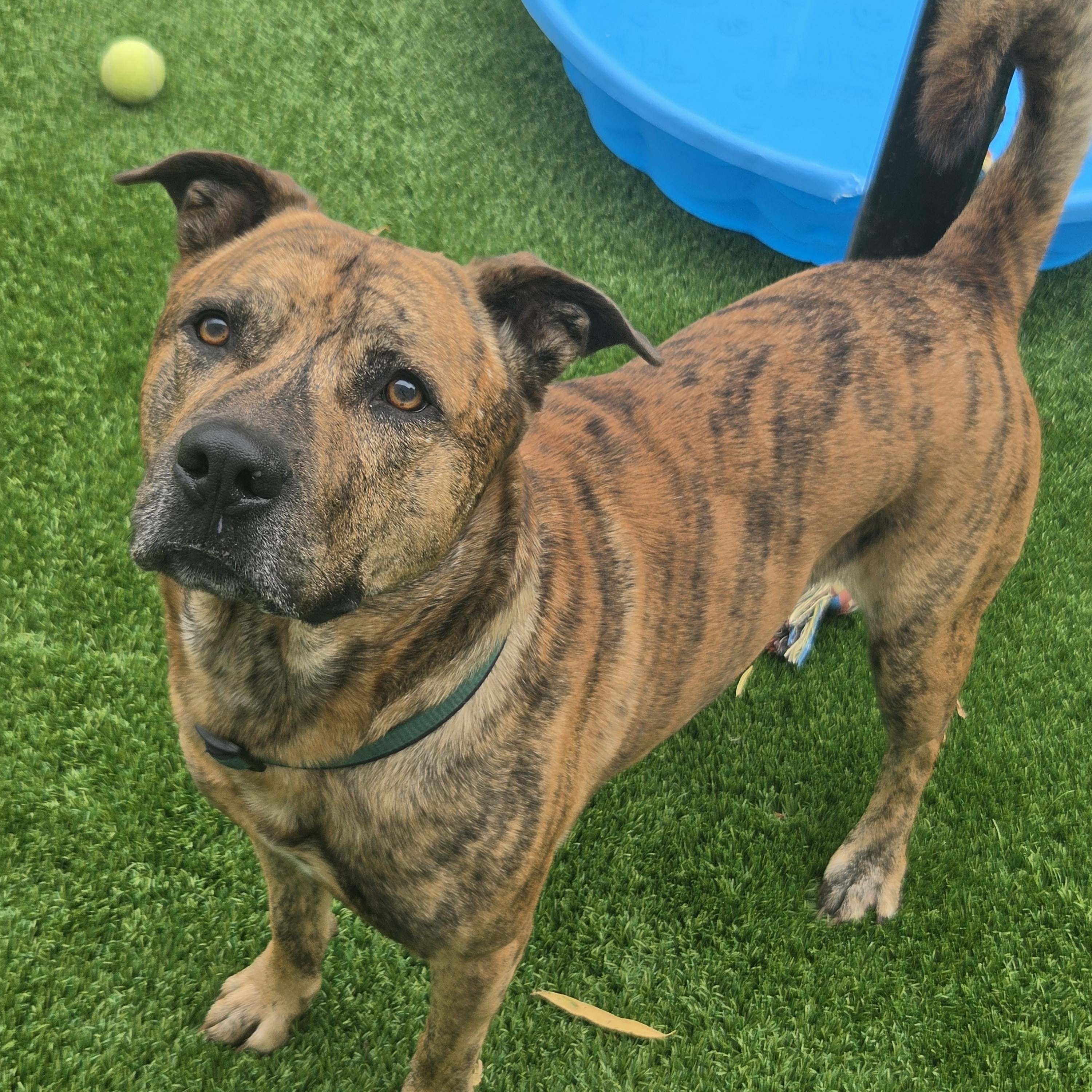 Enlarge Jasper, a Adoptable mixed breed in Oklahoma City, OK image 2/4