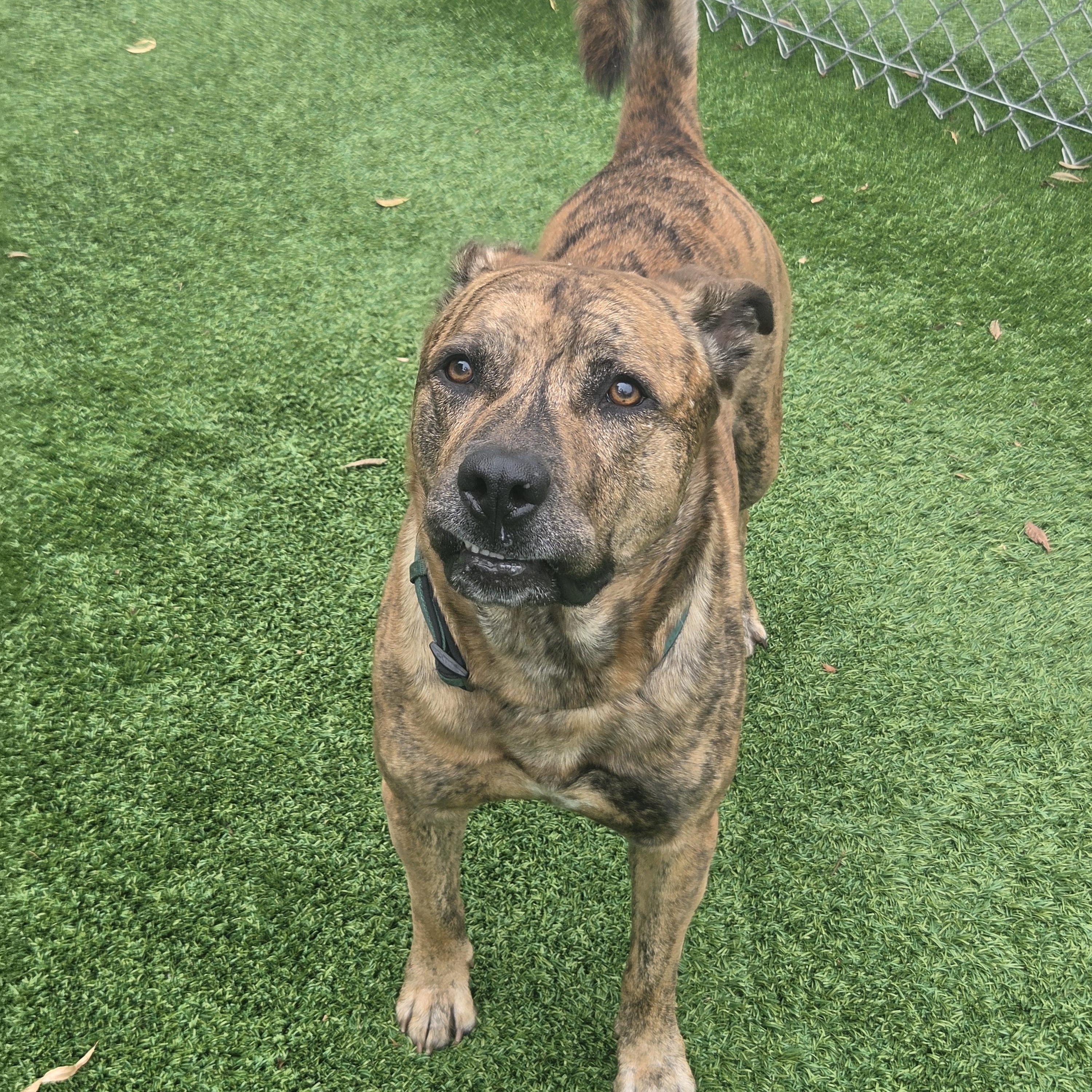 Enlarge Jasper, a Adoptable mixed breed in Oklahoma City, OK image 3/4
