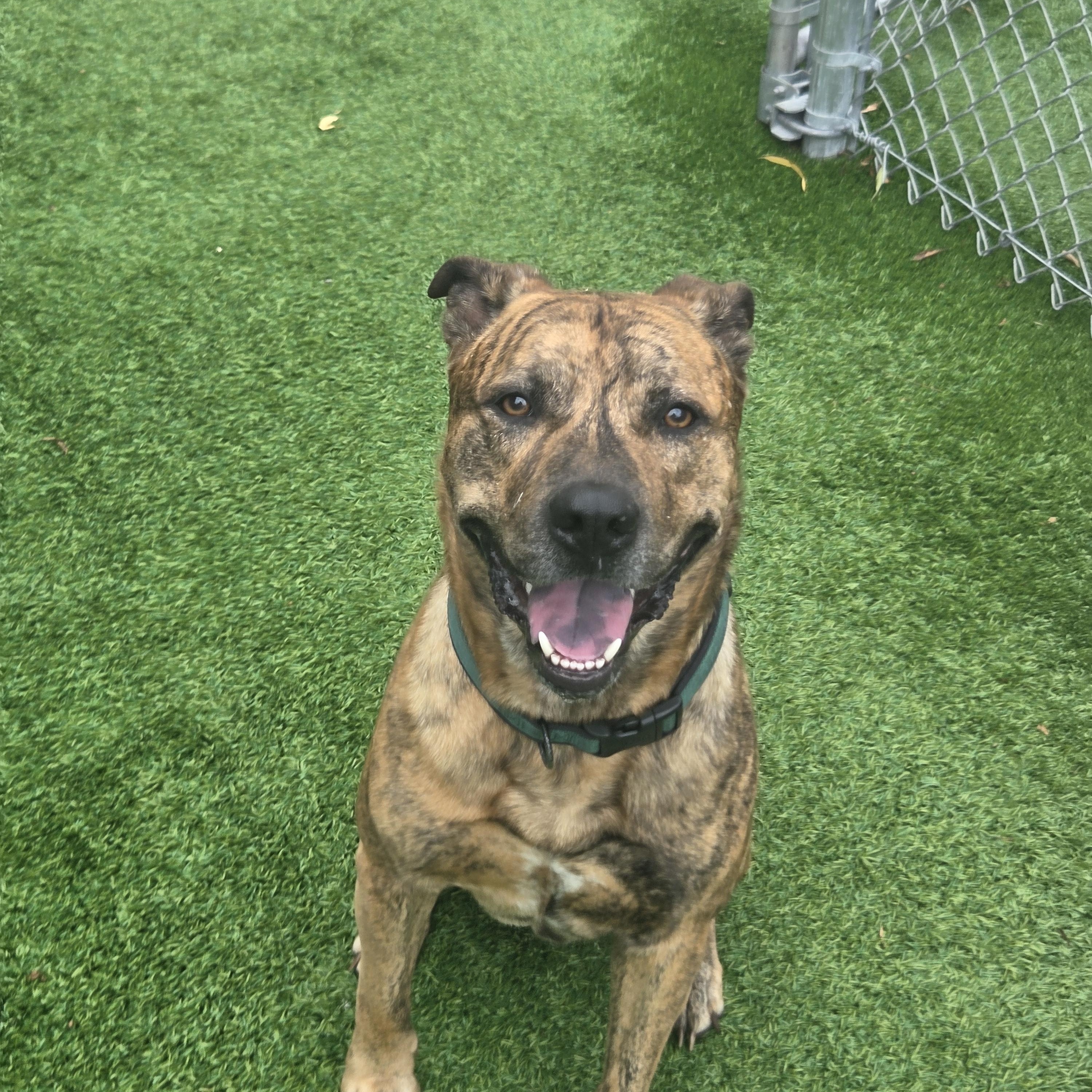 Enlarge Jasper, a Adoptable mixed breed in Oklahoma City, OK image 1/4