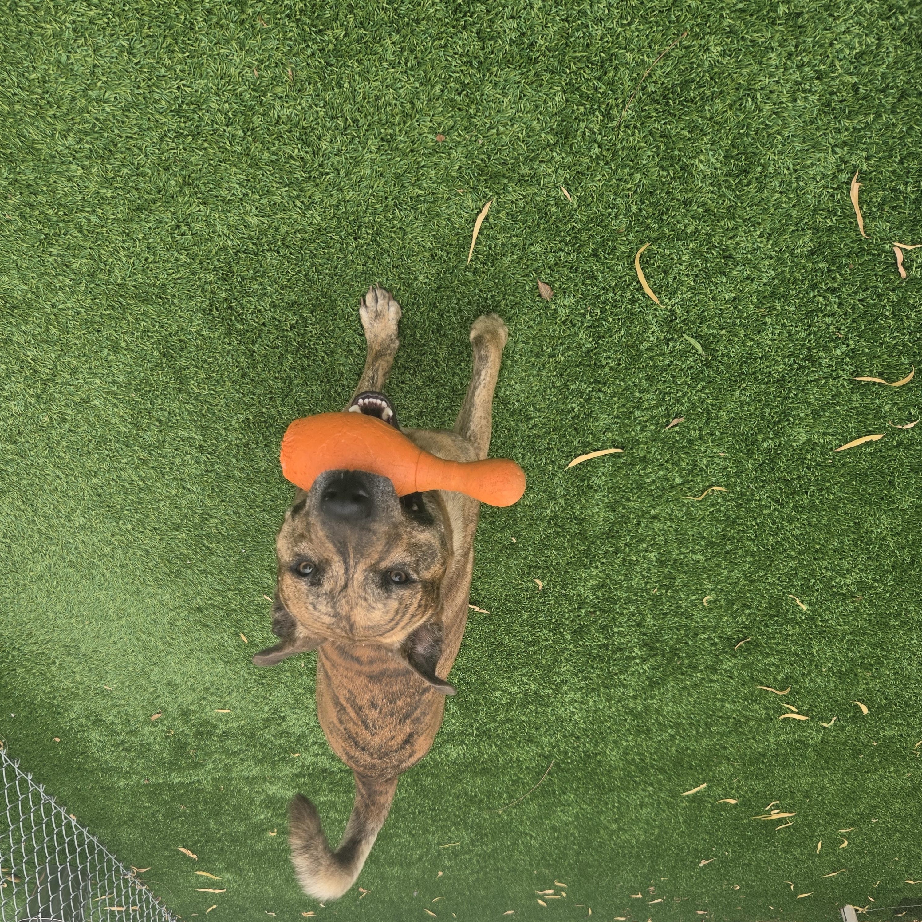 Enlarge Jasper, a Adoptable mixed breed in Oklahoma City, OK image 4/4