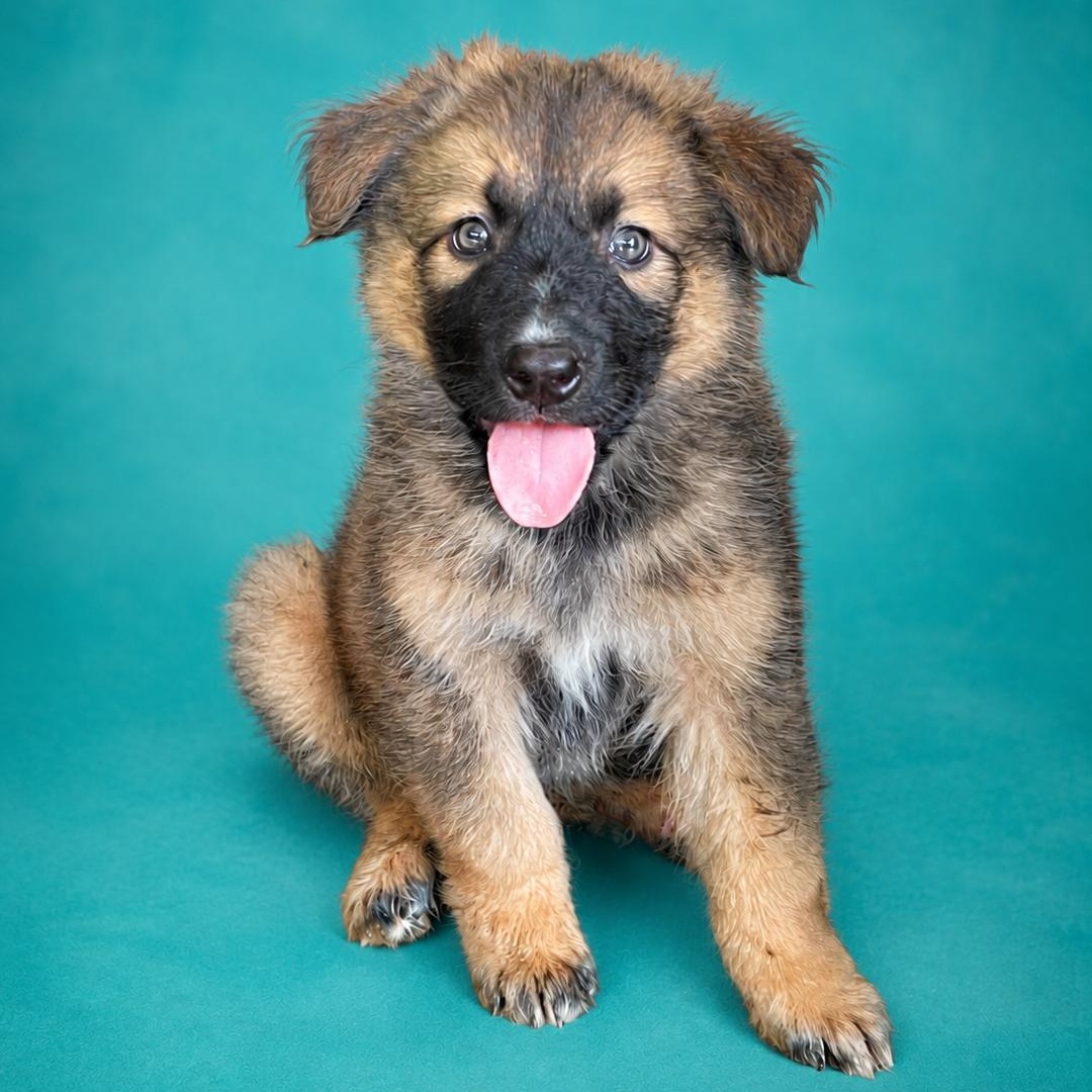 Thor, adopted, Puppy Male Husky & Australian Shepherd.