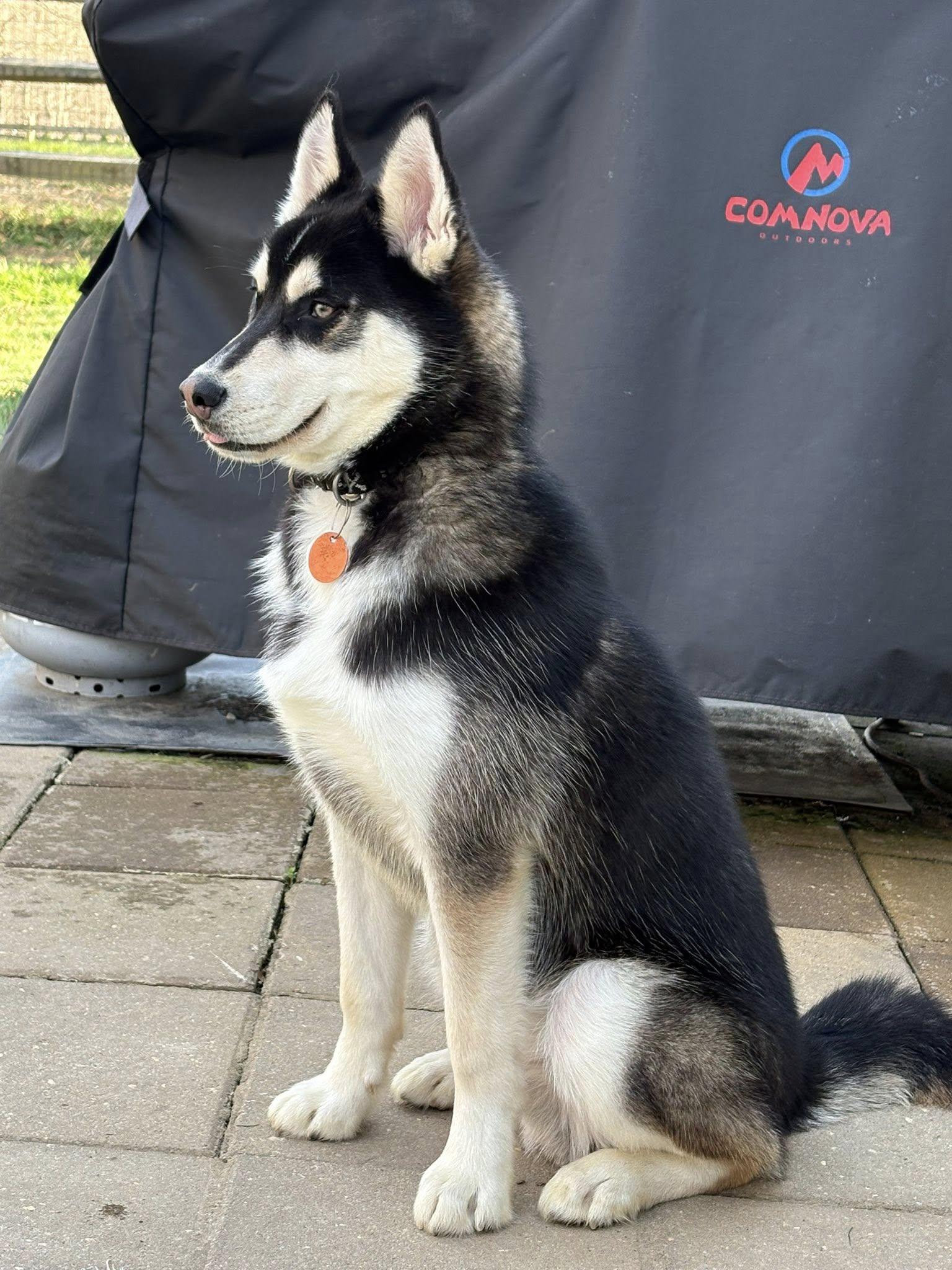 Enlarge Mischief Knight, a Adoptable mixed breed in Catawissa, PA image 3/4