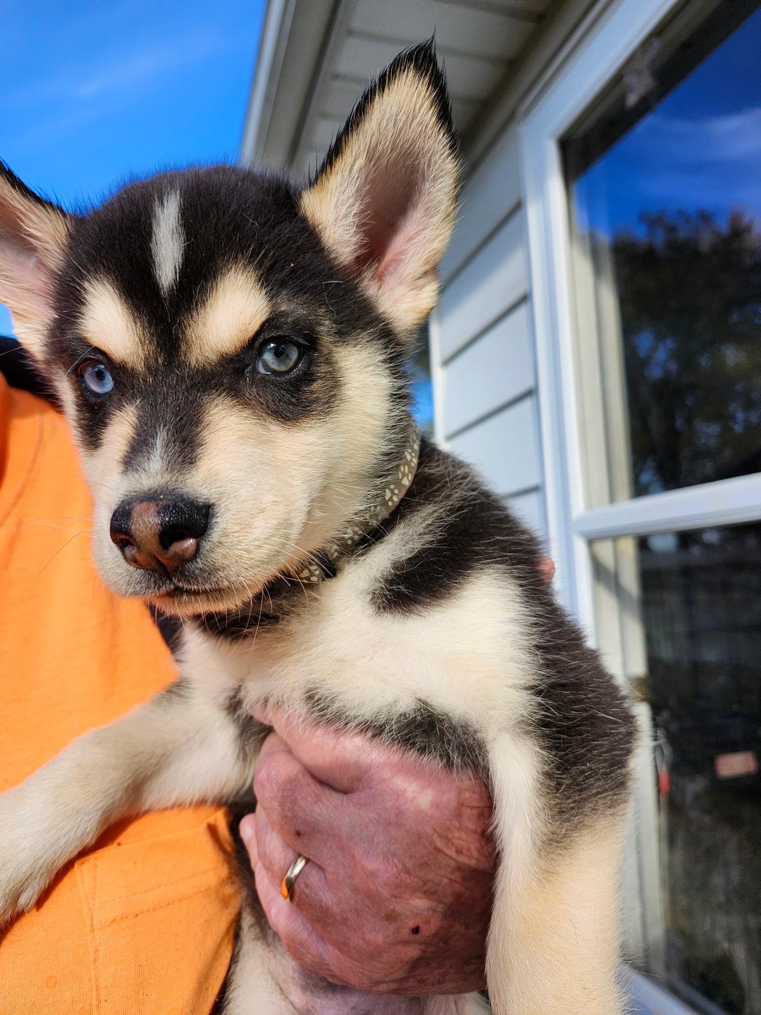 Mischief Knight, Adoptable, Puppy Male Siberian Husky.