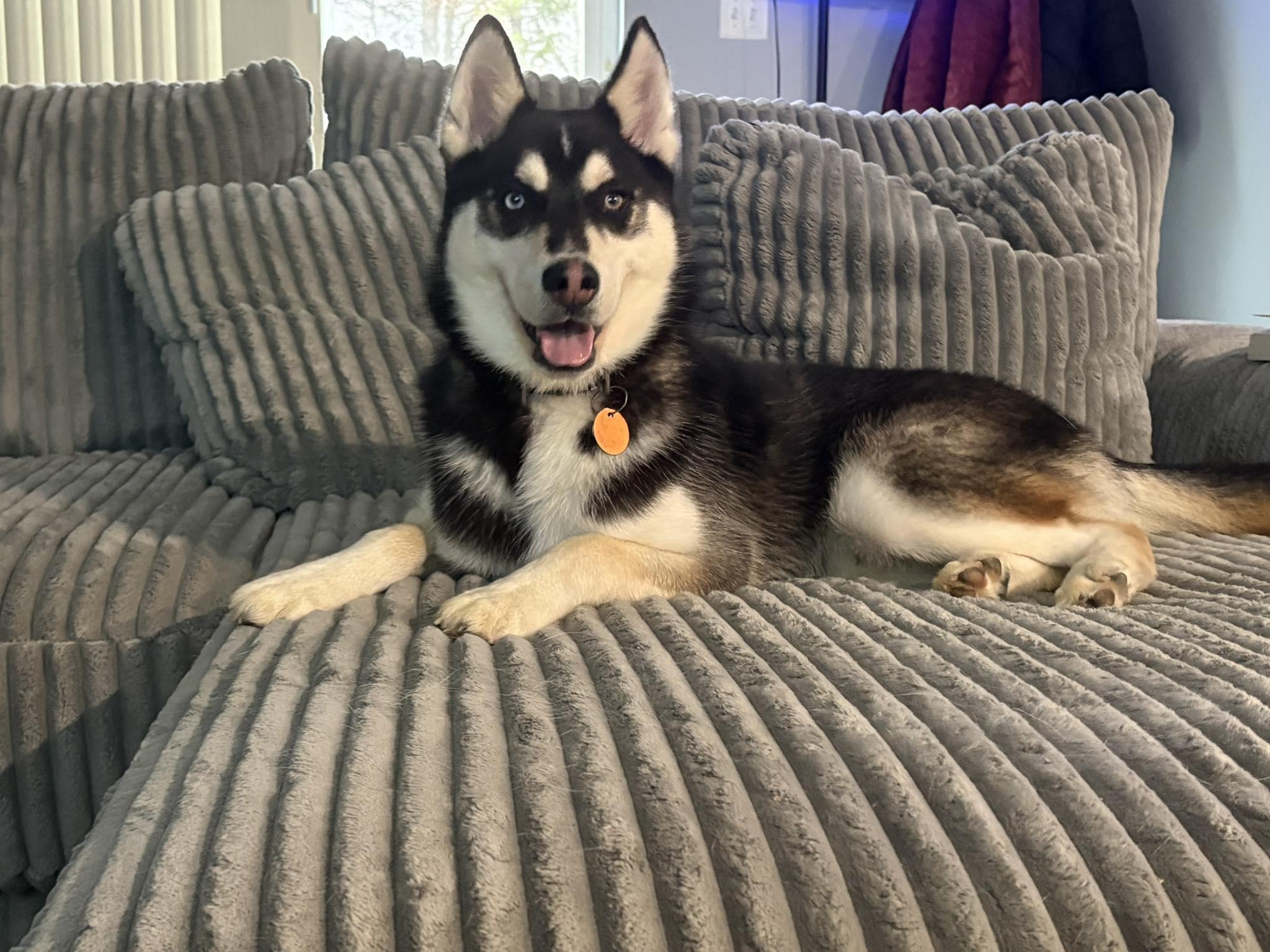 Enlarge Mischief Knight, a Adoptable mixed breed in Catawissa, PA image 2/4