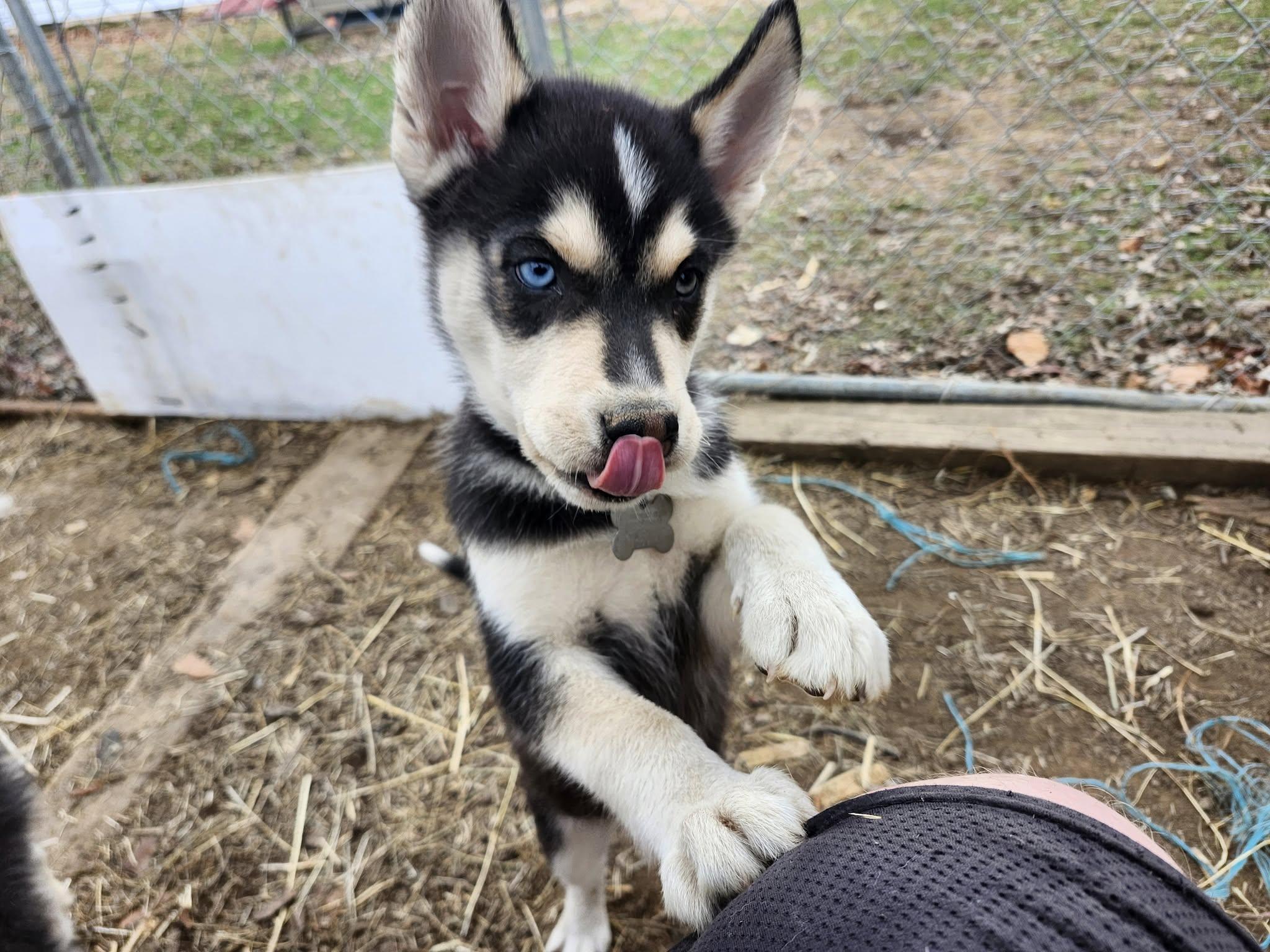 Mischief Knight, a Adoptable mixed breed in Catawissa, PA image 2/3