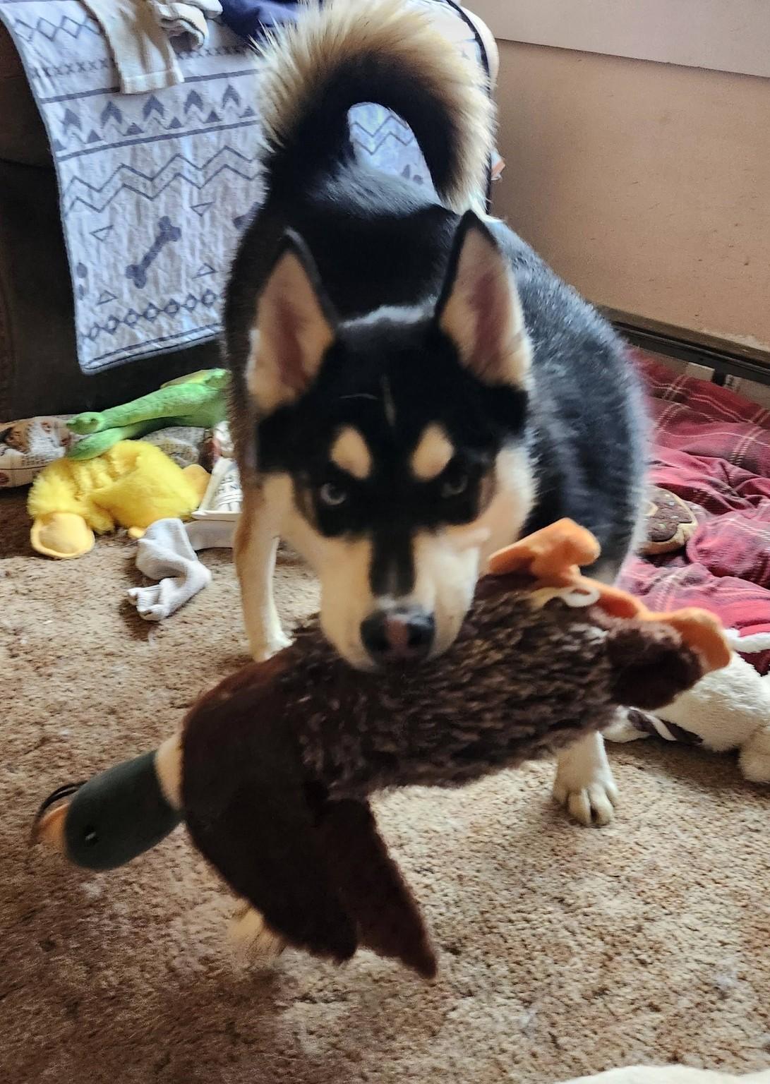 Enlarge Mischief Knight, a Adoptable mixed breed in Catawissa, PA image 1/4